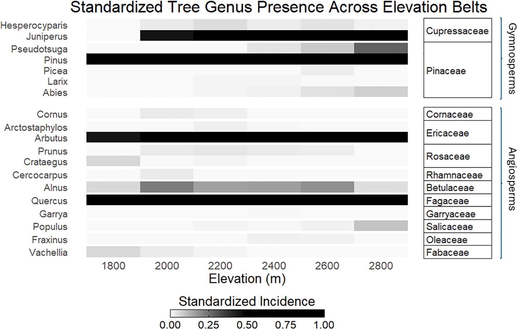 Heatmap showing standardized tree genus presence across elevation belts from 1800 to 2800 meters. Gymnosperms include Cupressaceae and Pinaceae; angiosperms include families like Rosaceae and Fagaceae. Incidence ranges from 0 to 1.