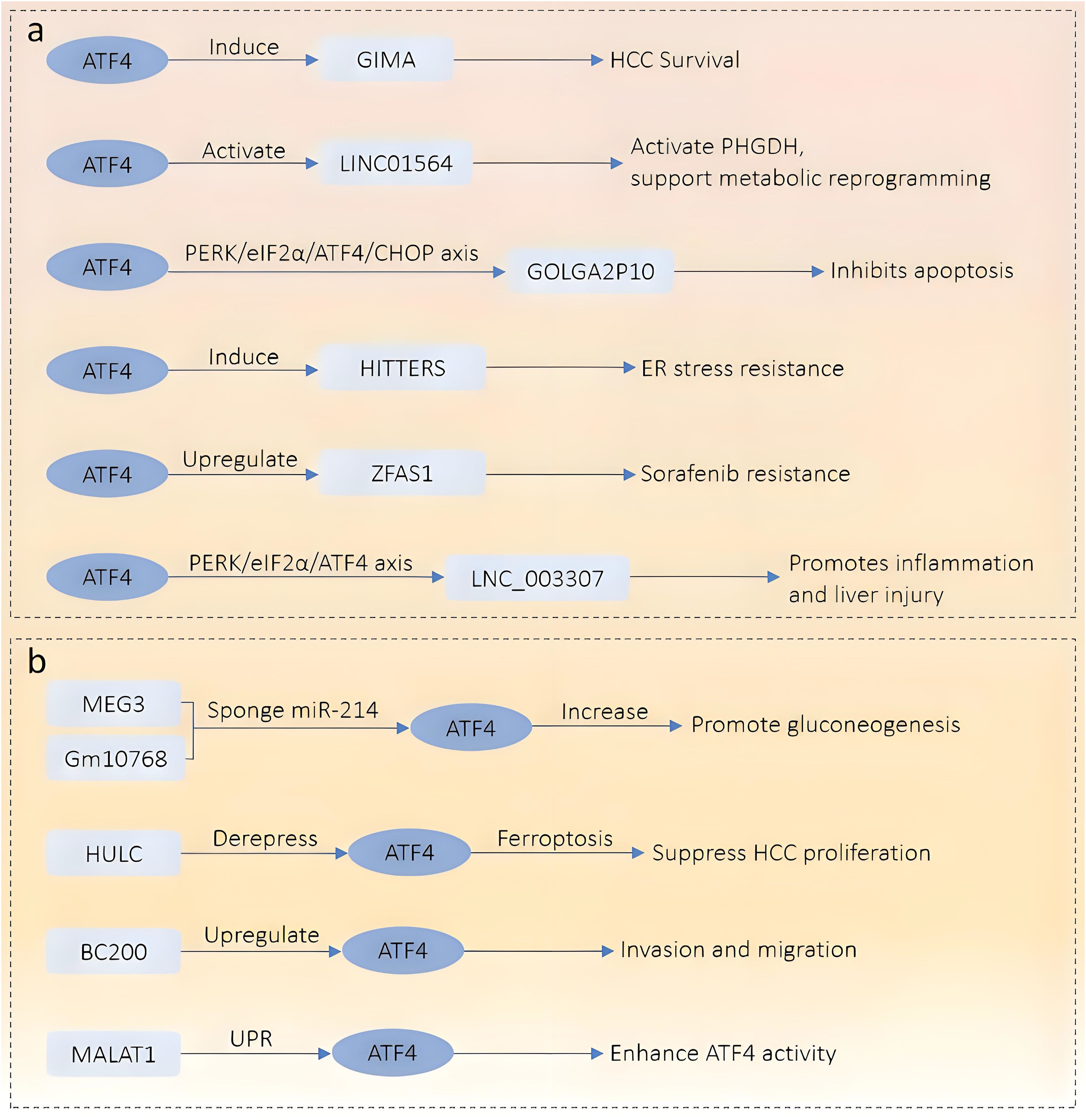 Flowchart illustrating two main sections, labeled “a” and “b,” detailing ATF4 pathways. Section a shows ATF4 inducing or activating various proteins like GIMA, LINC01564, and ZFAS1, affecting HCC survival, metabolic reprogramming, ER stress resistance, and resistance to sorafenib. Section b highlights proteins like MEG3, HULC, and BC200 increasing ATF4 activity, influencing gluconeogenesis, ferroptosis, and enhancing invasion and migration.