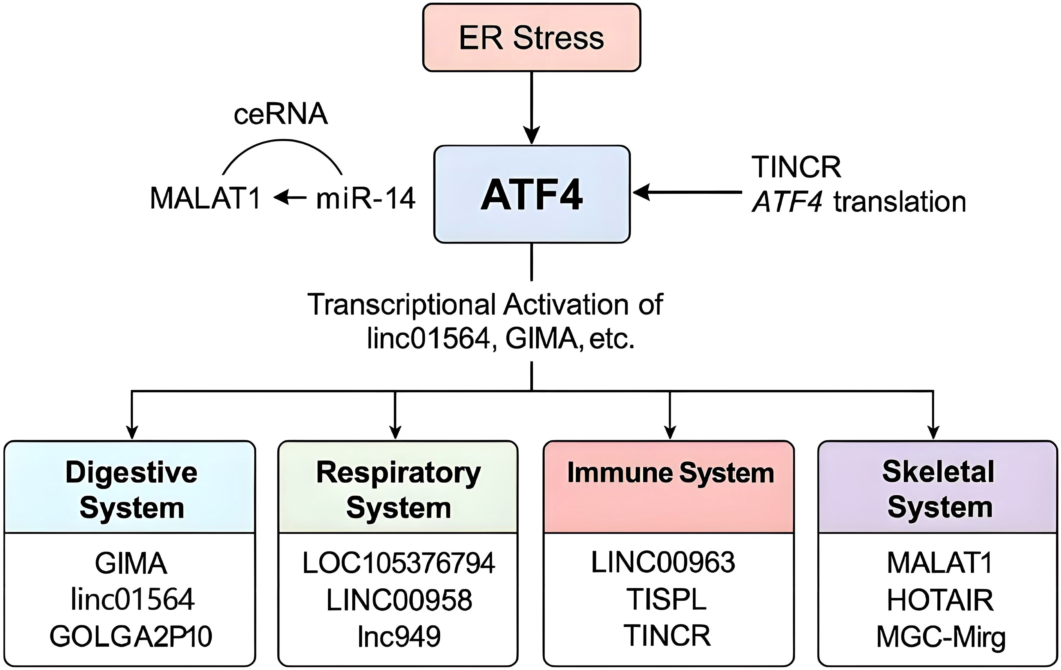 Flowchart illustrating the relationship between ER stress, ATF4, and system activations. ER stress influences ATF4, facilitated by TINCR and ceRNA involving MALAT1 and miR-14. ATF4 activates transcription of linc01564, GIMA, among others, affecting digestive, respiratory, immune, and skeletal systems. Key genes for each system are listed: Digestive (GIMA, linc01564, GOLGA2P10), Respiratory (LOC105376794, LINC00958, lnc949), Immune (LINC00963, TISPL, TINCR), and Skeletal (MALAT1, HOTAIR, MGC-Mirg).