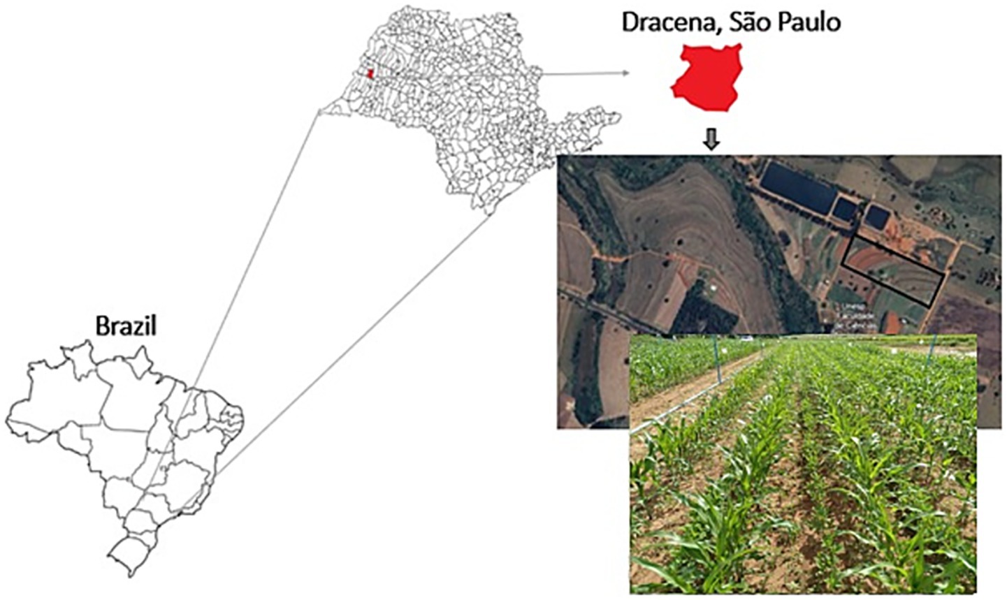 Map showing Brazil with a zoom-in on Dracena, São Paulo. Includes an aerial view and a photograph of a green agricultural field. Dracena is highlighted in red on a regional map.