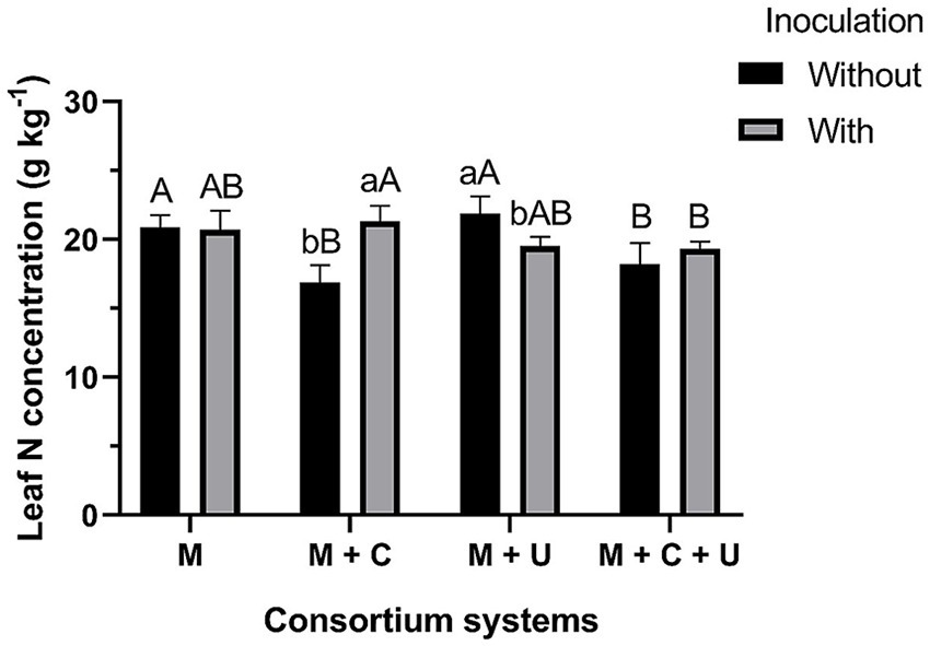 Bar graph showing leaf nitrogen concentration in grams per kilogram across four consortium systems: M, M + C, M + U, and M + C + U. Each system is tested with and without inoculation. Bars are labeled with different letters to indicate significant differences. Without inoculation (black bars) generally has higher concentrations than with inoculation (gray bars).