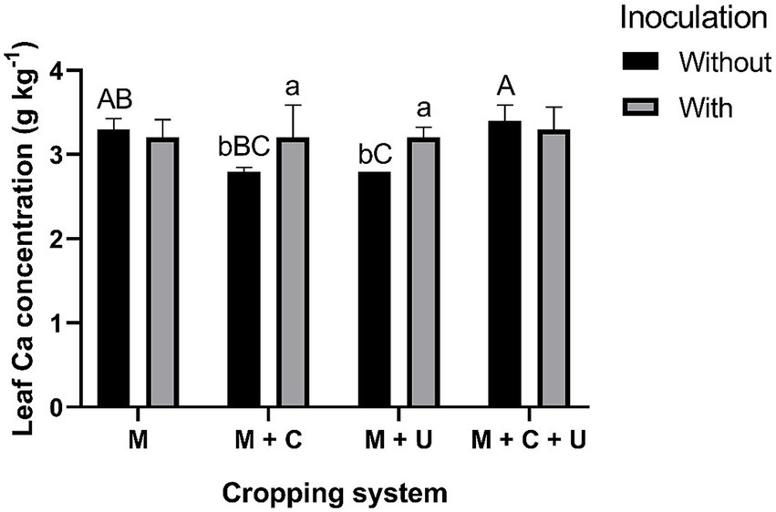 Bar chart showing leaf calcium concentration (g/kg) across different cropping systems labeled M, M+C, M+U, and M+C+U. Each system has two bars, black for without inoculation and gray for with inoculation. Values range from approximately 3.0 to 3.5 g/kg, with small variations in each pair. The inoculation legend is at the top right.