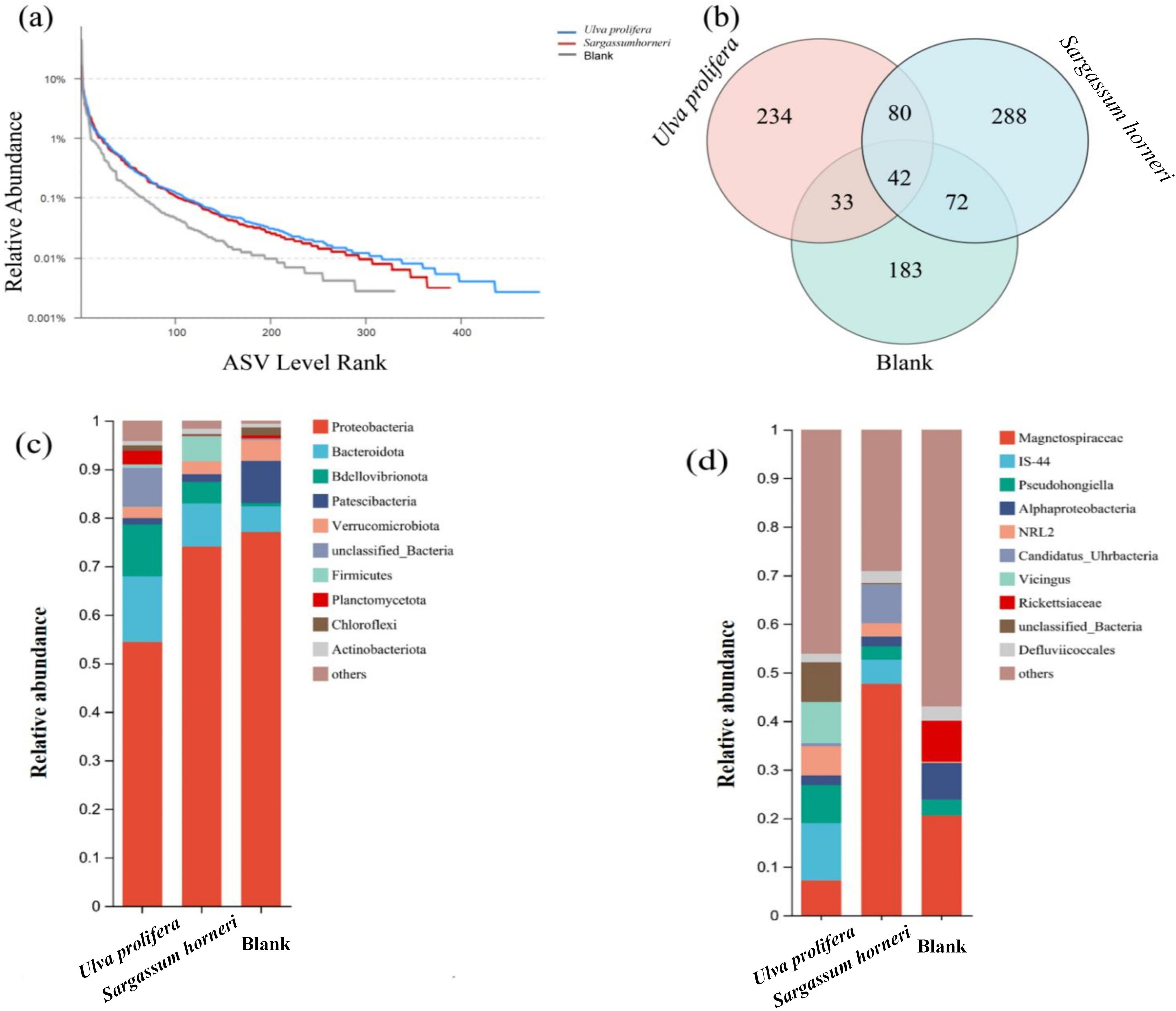 Image featuring four panels of data visualizations related to microbial studies: (a) A line graph showing relative abundance versus ASV level rank for three groups: Ulva prolifera, Sargassum horneri, and Blank. (b) A Venn diagram showing overlap among the three groups, with Ulva prolifera, Sargassum horneri, and Blank having respective unique and shared ASV counts. (c) A stacked bar chart depicting relative abundance of various bacterial phyla in the three groups. (d) Another stacked bar chart showing relative abundance of different bacterial families in the same groups.
