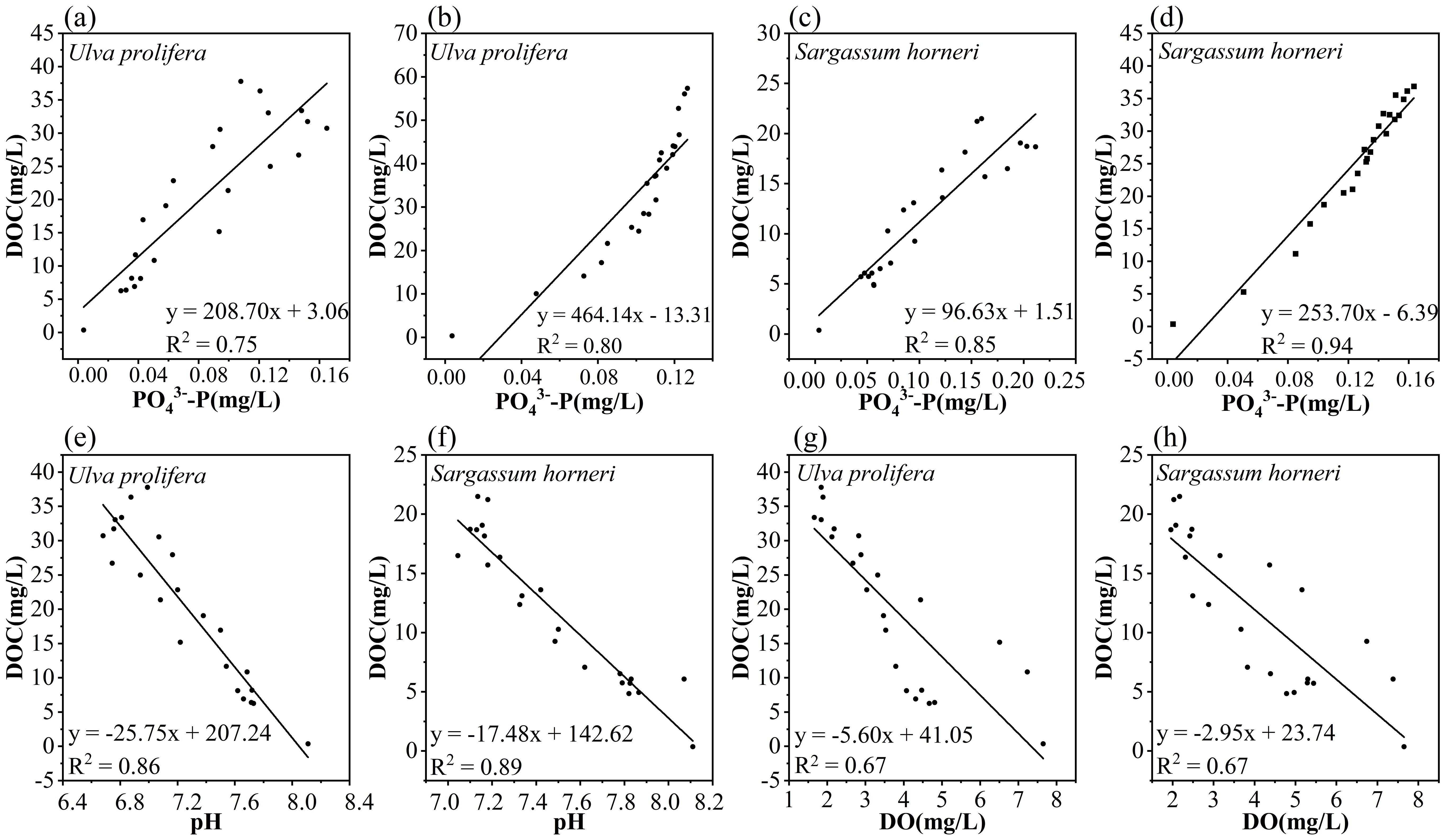 Eight scatter plots show the relationship between dissolved organic carbon (DOC) and other variables for Ulva prolifera and Sargassum horneri. Plots (a) to (d) depict a positive correlation of DOC with phosphate (PO₄³⁻-P), while plots (e) and (f) show a negative correlation with pH. Plots (g) and (h) display a negative correlation with dissolved oxygen (DO). Each plot includes a linear regression equation and an R² value indicating fit strength.
