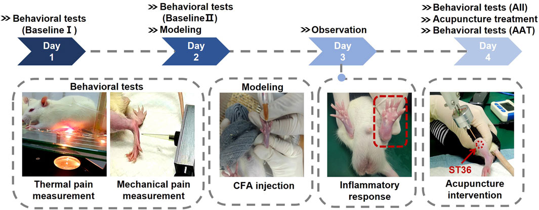 Flowchart depicting an experimental timeline over four days involving rats. Day 1: Behavioral tests with thermal and mechanical pain measurements. Day 2: Behavioral tests and CFA injection for modeling. Day 3: Observation of inflammatory response. Day 4: Behavioral tests, acupuncture intervention at ST36, and further tests. Four images show specific procedures or responses for each stage, including pain measurement, injection, response observation, and acupuncture application.