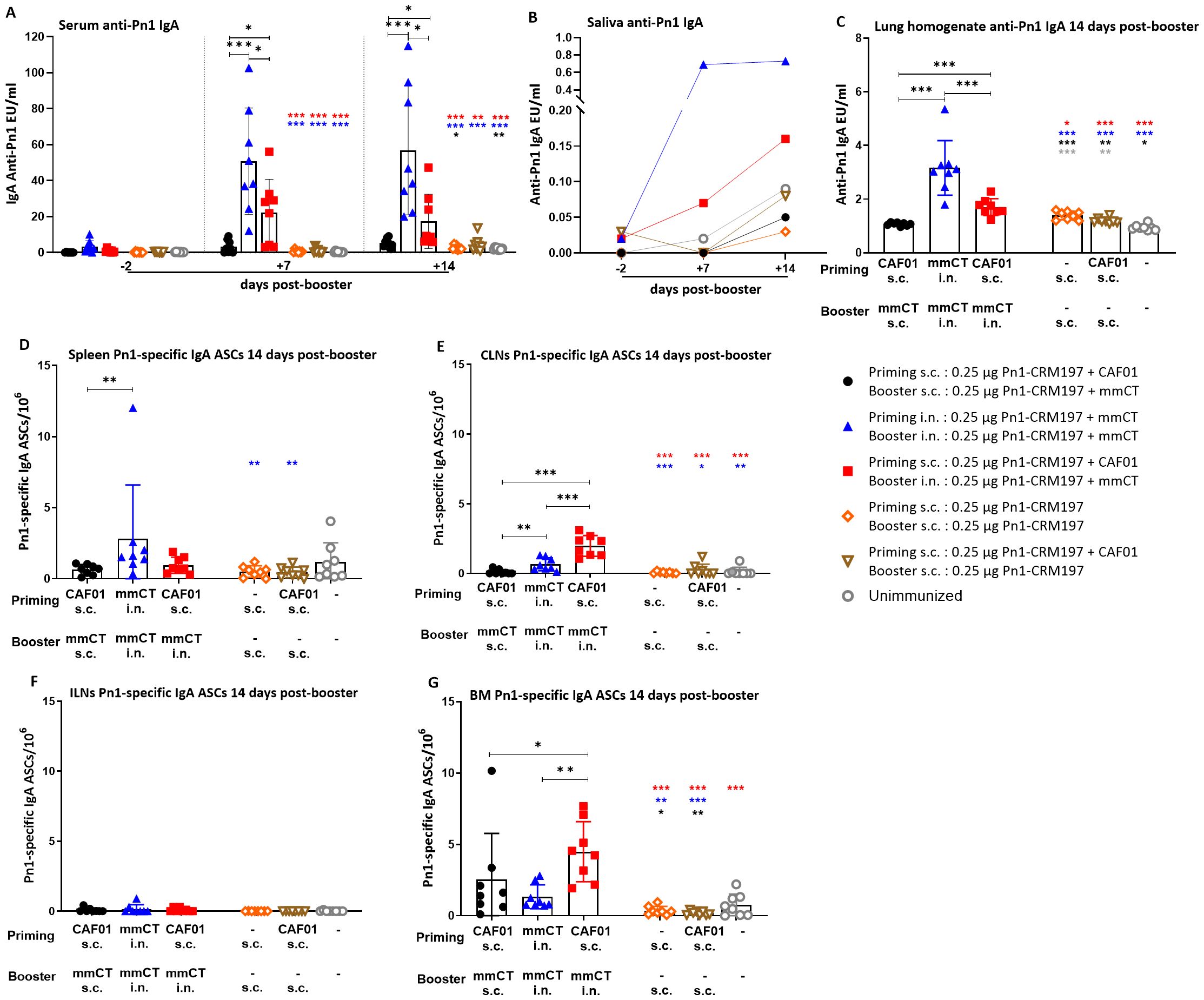 A composite image of seven graphs showing IgA and Pn1-specific IgA levels post-booster in different conditions: serum, saliva, lung, spleen, CLNs, ILNs, and BM across days -2, +7, and +14. Different symbols indicate priming and booster groups with significant values noted.