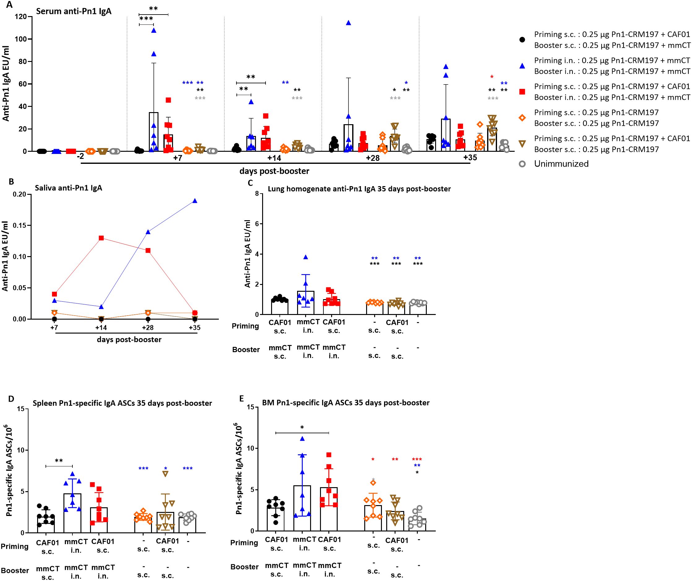 Five graphs depict anti-Pn1 IgA levels in different sample types and conditions. Graph A shows serum IgA levels over time with distinct markers for various booster types. Graph B presents saliva IgA levels post-booster. Graph C illustrates lung homogenate IgA data 35 days post-booster. Graphs D and E illustrate specific IgA antibodies in spleen and bone marrow, respectively, at 35 days. Each graph features various symbols representing different booster combinations, with statistical significance indicated by asterisks.