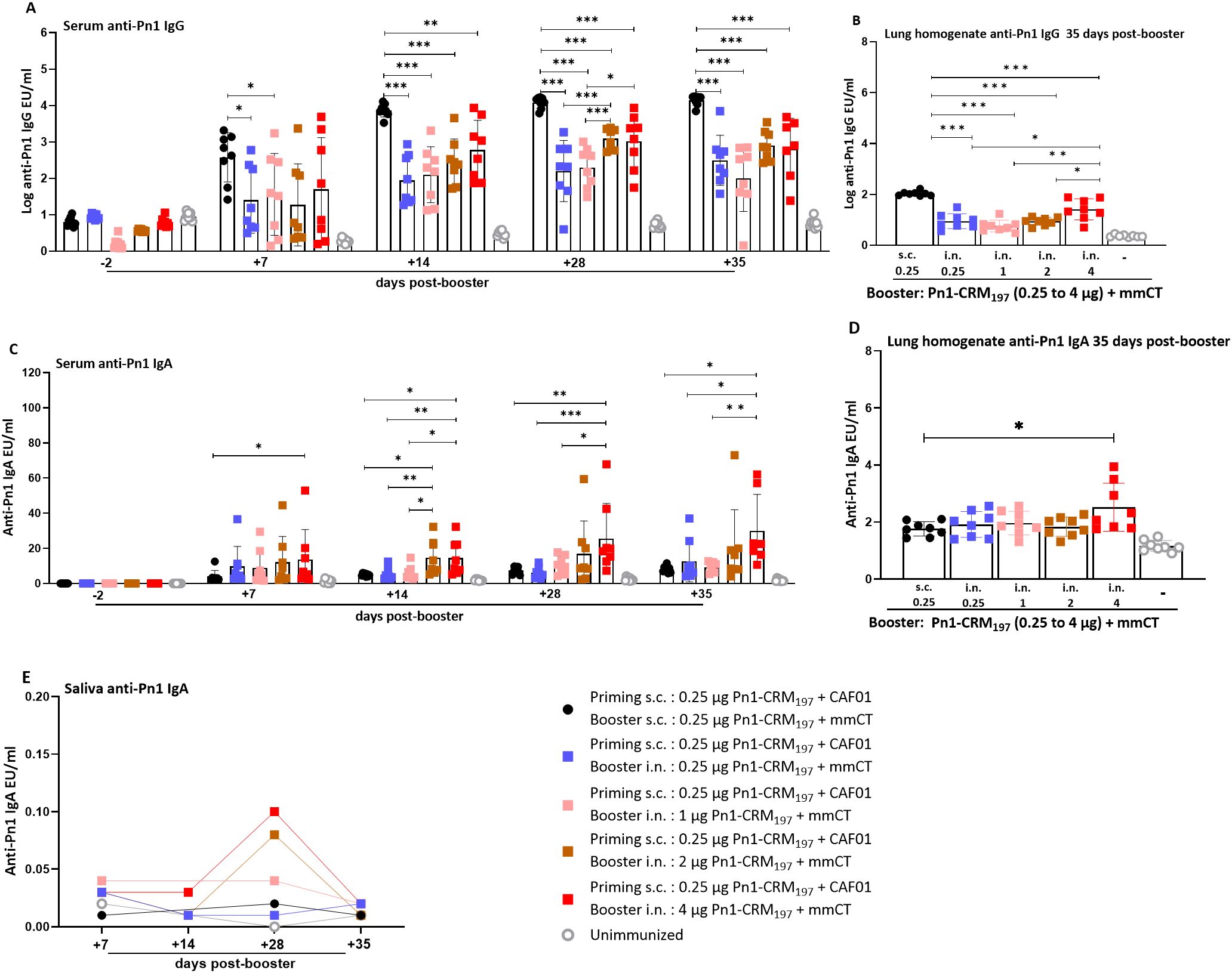 Bar graphs illustrating serum anti-Pn1 IgG and IgA levels, and lung and saliva IgA levels post-booster with various doses of Pn1-CRM197 and adjuvants. Panels A and C show anti-Pn1 IgG and IgA over days; B and D display lung IgG and IgA 35 days post-booster. Panel E shows saliva IgA changes. Statistical significance is marked with asterisks, indicating differences across groups.