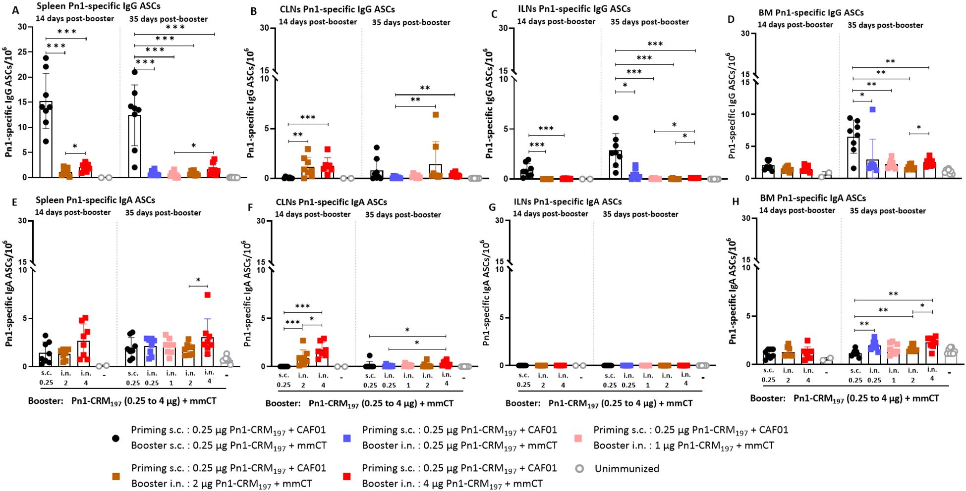 Bar graphs displaying Pn1-specific antibody-secreting cells (ASCs) per million across spleen, CLNs, ILNs, and BM for IgG and IgA. Data shown 14 and 35 days post-booster, with various Pn1-CRM197 dosages and routes. Statistical significance is indicated with asterisks.
