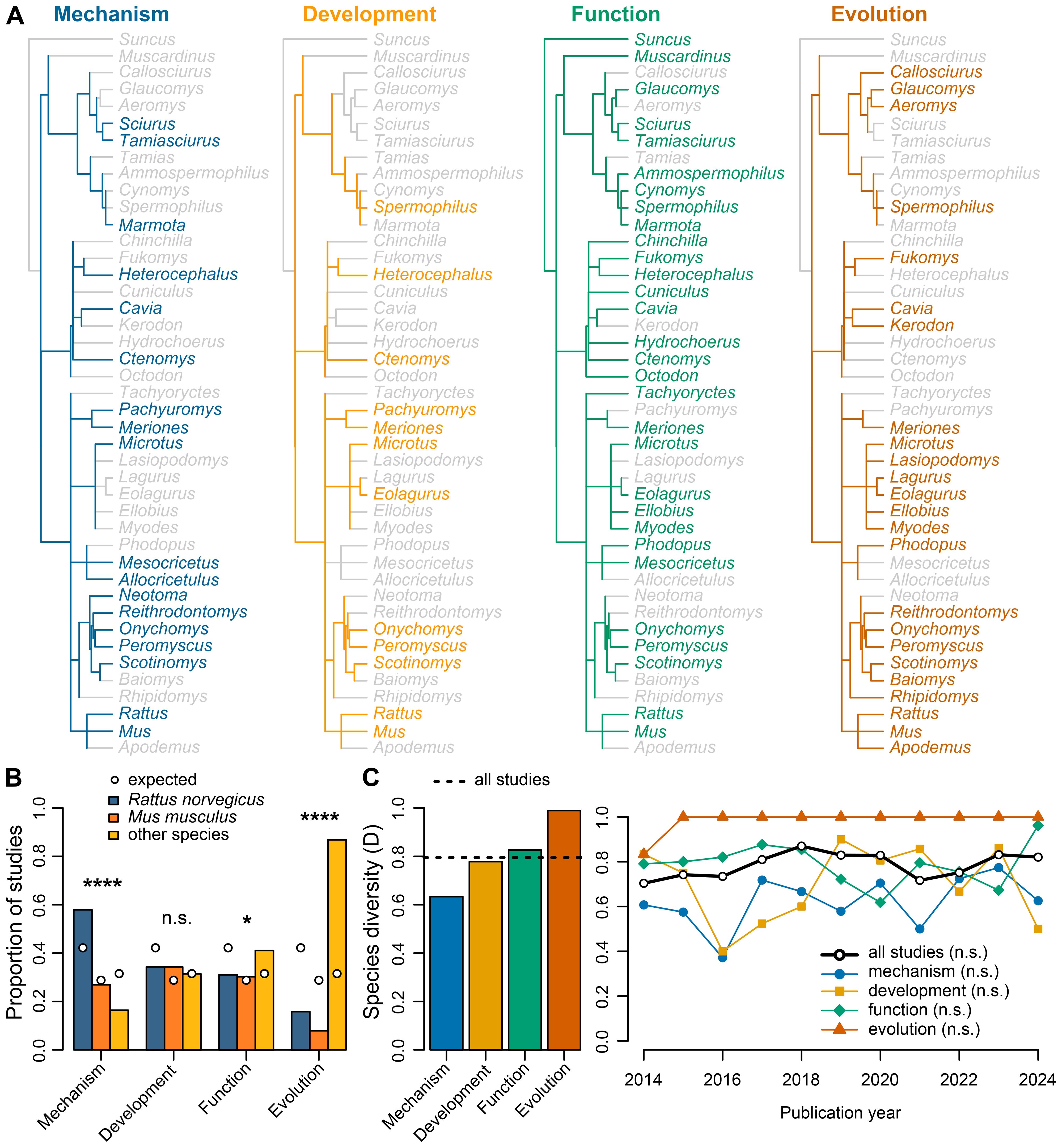 A multi-part illustration contains phylogenetic trees and charts. Panel A displays four colored phylogenetic trees for Mechanism, Development, Function, and Evolution, each showing various animal species. Panel B features a bar graph comparing the proportion of studies focused on these four perspectives, highlighting expected values, with significant differences marked. Panel C includes a bar and line graph depicting species diversity over publication years from 2014 to 2024, categorized by Mechanism, Development, Function, and Evolution, with trends and non-significant findings noted.