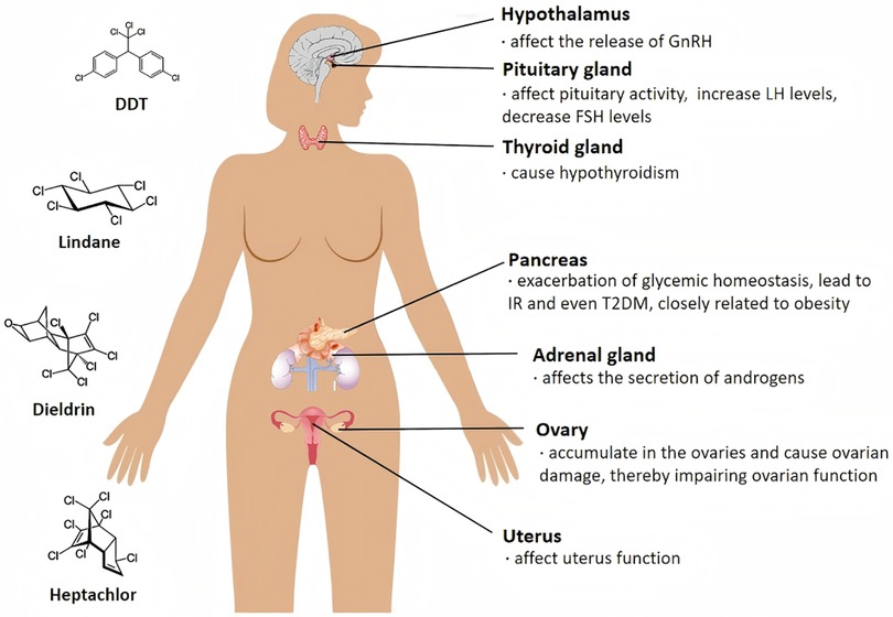 Diagram showing the effects of chemical exposure on the female body. Inhalation, dietary intake, and dermal contact with chemicals like DDT, Lindane, Dieldrin, and Heptachlor affect various glands and organs. The hypothalamus, pituitary gland, thyroid gland, pancreas, adrenal gland, ovaries, and uterus show specific reactions, such as hormonal imbalances, hypothyroidism, insulin resistance, androgen secretion, ovarian damage, and impaired uterine function.