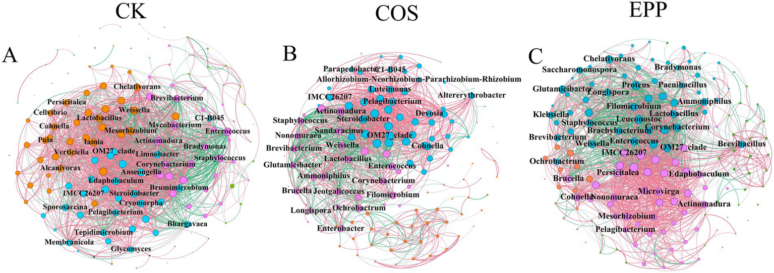 Network graphs labeled A, B, and C represent microbial communities in different environments: CK, COS, and EPP. Each graph shows nodes connected by lines, with various colors and sizes indicating different microbial taxa and their interactions, highlighting diversity and relationships among communities.