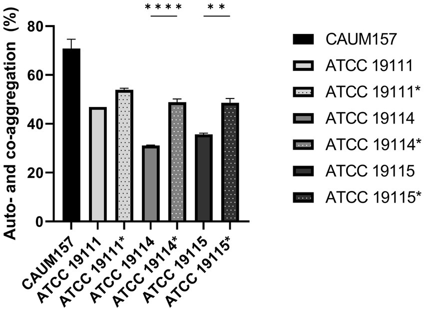 Bar graph comparing auto- and co-aggregation percentages of different bacterial strains, including CAUM157 and ATCC variants. CAUM157 shows the highest percentage above 60%, while other strains range around 30-50%. Statistical significance is indicated with asterisks, showing highly significant differences. Error bars represent standard deviation.