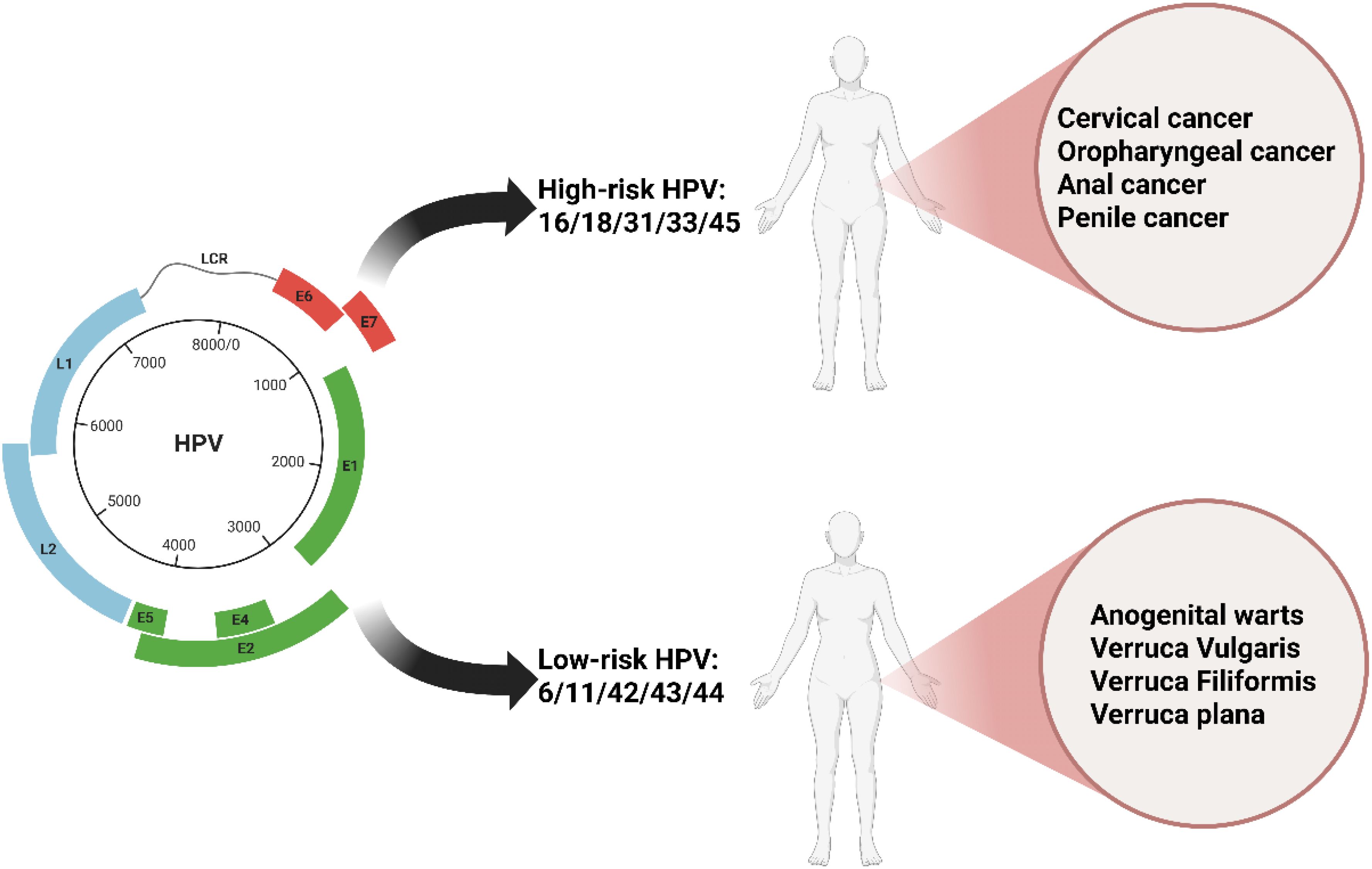 Circular HPV genome diagram indicating high-risk (types 16, 18, 31, 33, 45) associated with cervical, oropharyngeal, anal, and penile cancers. Low-risk (types 6, 11, 42, 43, 44) associated with anogenital warts and different verruca conditions.