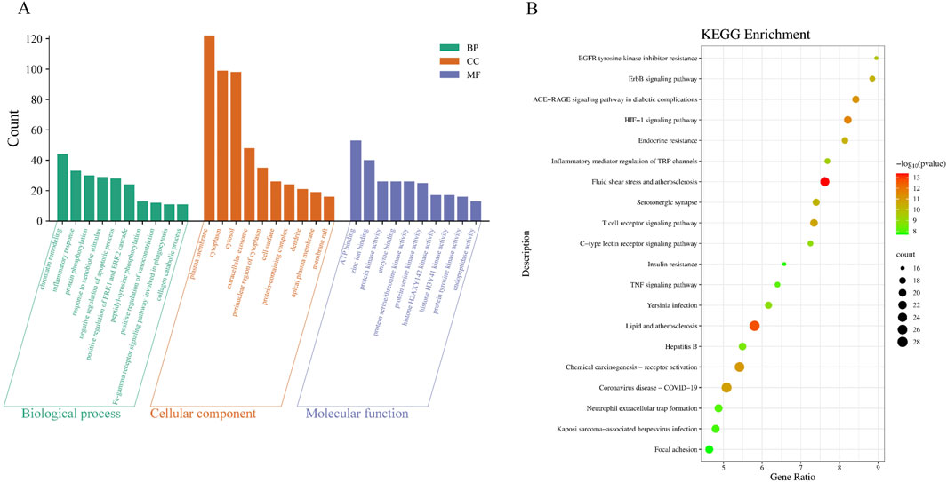 Two-panel image depicting gene set enrichment analysis.Panel A is a bar chart categorizing genes by biological process, cellular component, and molecular function, with respective colors: green, orange, and blue. The y-axis shows gene count.Panel B shows a KEGG enrichment scatter plot with gene ratios on the x-axis and various pathways on the y-axis. Dot size indicates count, and color represents -log10(p-value), with red indicating highest significance.