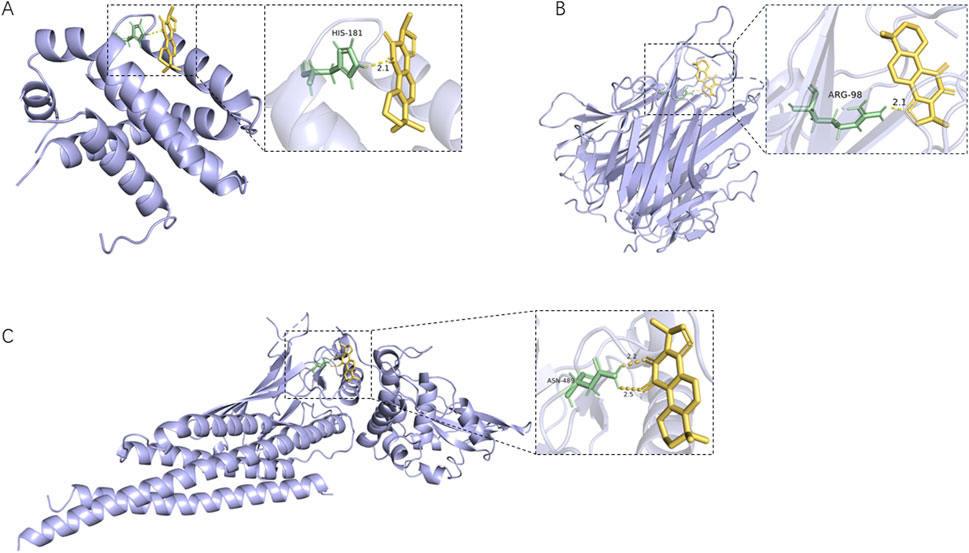 Three molecular visualizations with different protein structures and ligand interactions. Panel A shows a protein with ligand interaction involving HIS-181. Panel B depicts another protein with a ligand near ARG-98. Panel C illustrates a third protein, highlighting a ligand interaction involving ASN-489.