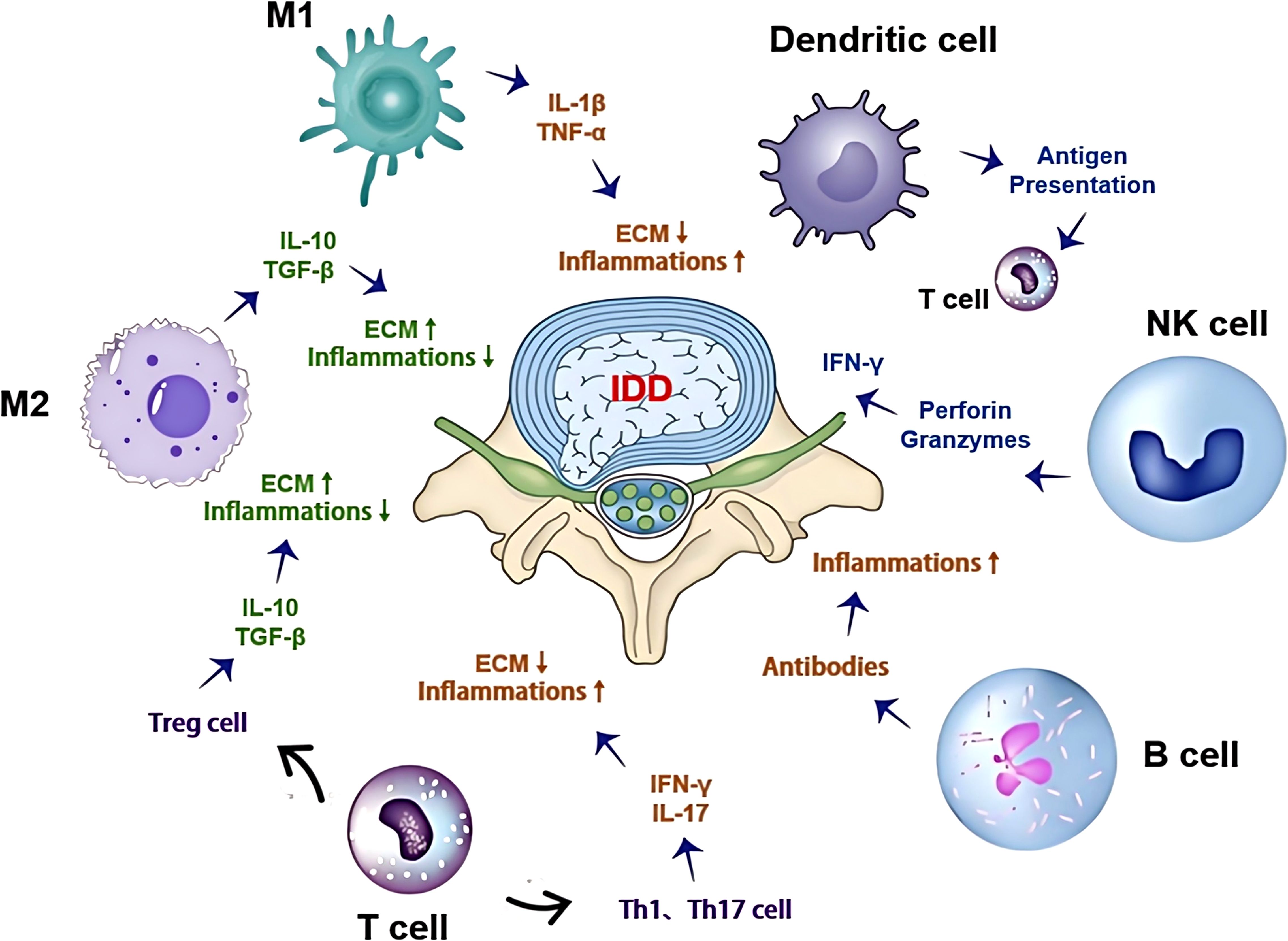 Diagram illustrating interactions of immune cells in intervertebral disc degeneration (IDD). M1 macrophages increase inflammation. M2 macrophages and Treg cells decrease inflammation and increase extracellular matrix (ECM). Dendritic cells present antigens. NK cells release perforin and granzymes. T cells and B cells contribute to inflammation via IFN-γ, IL-17, and antibodies.