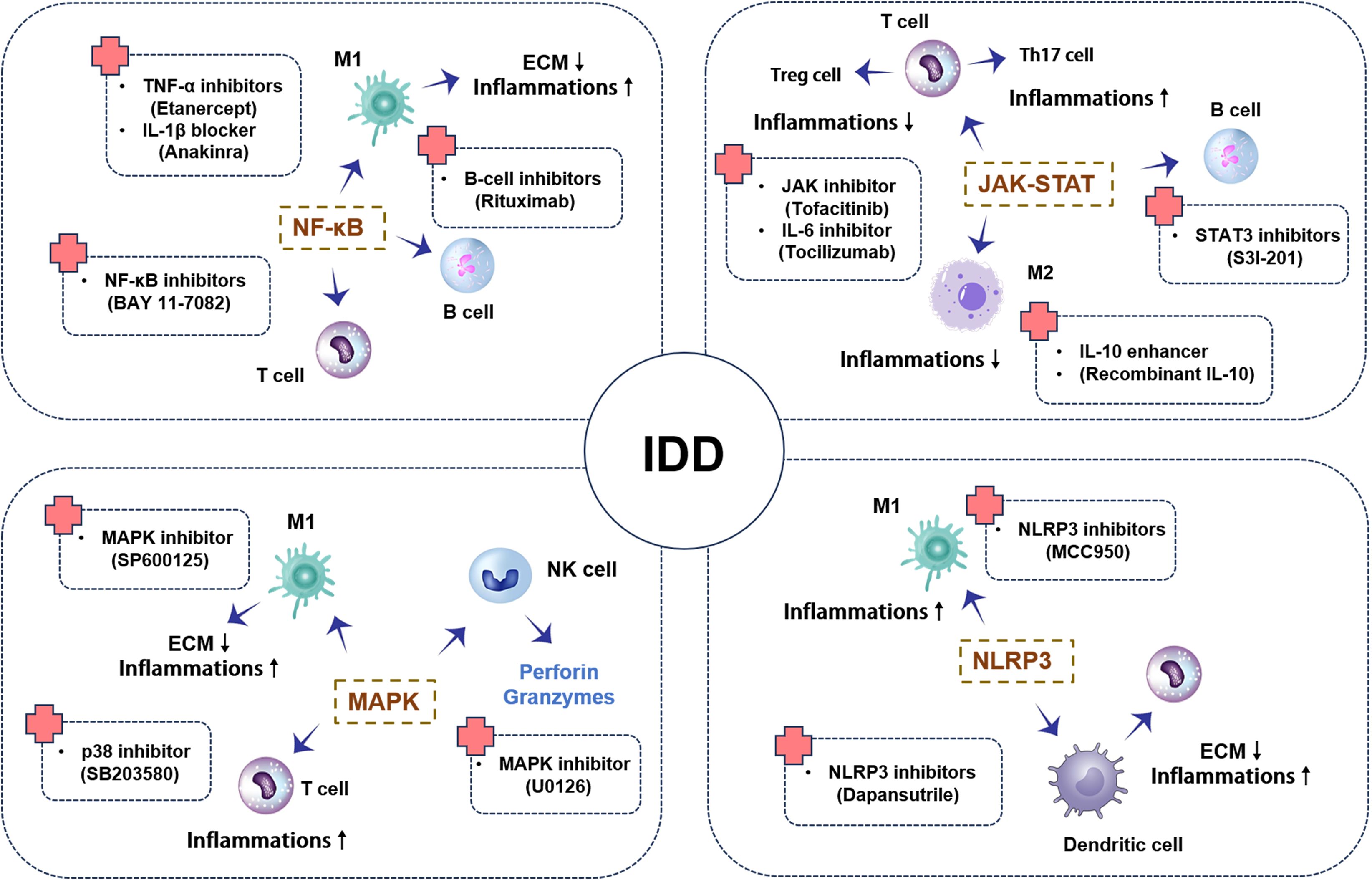 Diagram depicting intervertebral disc degeneration (IDD) pathways with associated cells, cytokines, and inhibitors. Features include NF-κB, JAK-STAT, MAPK, and NLRP3 pathways influencing inflammation. Inhibitors like TNF-α, JAK, and IL-6 affect various cells such as M1, T cells, and B cells, illustrating their impact on inflammation levels and extracellular matrix (ECM) interactions.