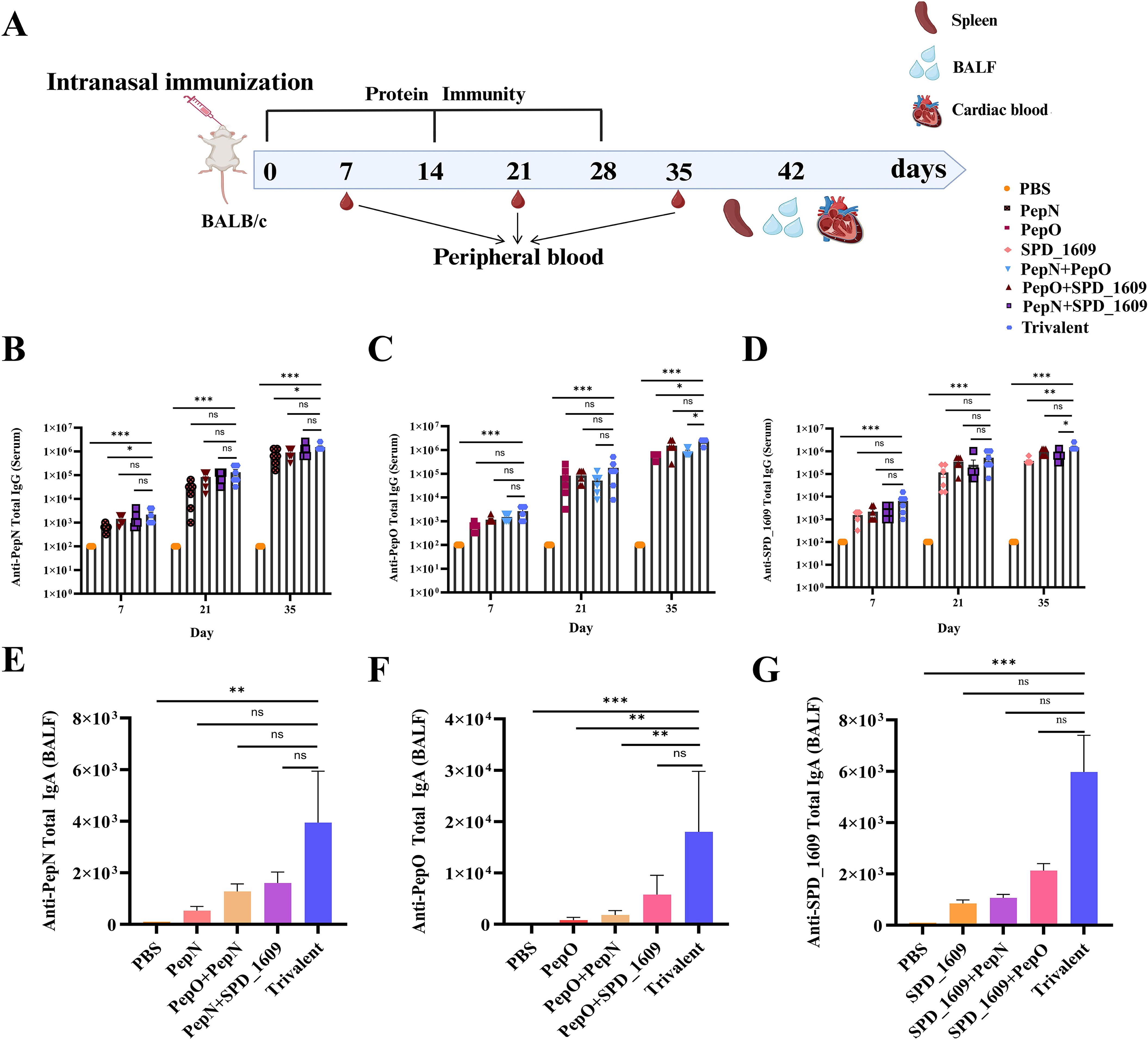 Diagram and bar charts illustrating the effects of intranasal immunization with various antigens on immune response in BALB/c mice. Panel A shows the immunization schedule and sample collection timeline. Panels B, C, and D show serum IgG levels against PepN, PepO, and SPD_1609 over 35 days. Panels E, F, and G display total IgA in BALF against PepN, PepO, and SPD_1609. Significant differences are marked with asterisks. Data compare different antigen formulations, including PBS, PepN, PepO, SPD_1609, and combinations like Trivalent. Statistical significance is indicated as ns, *, **, or ***.