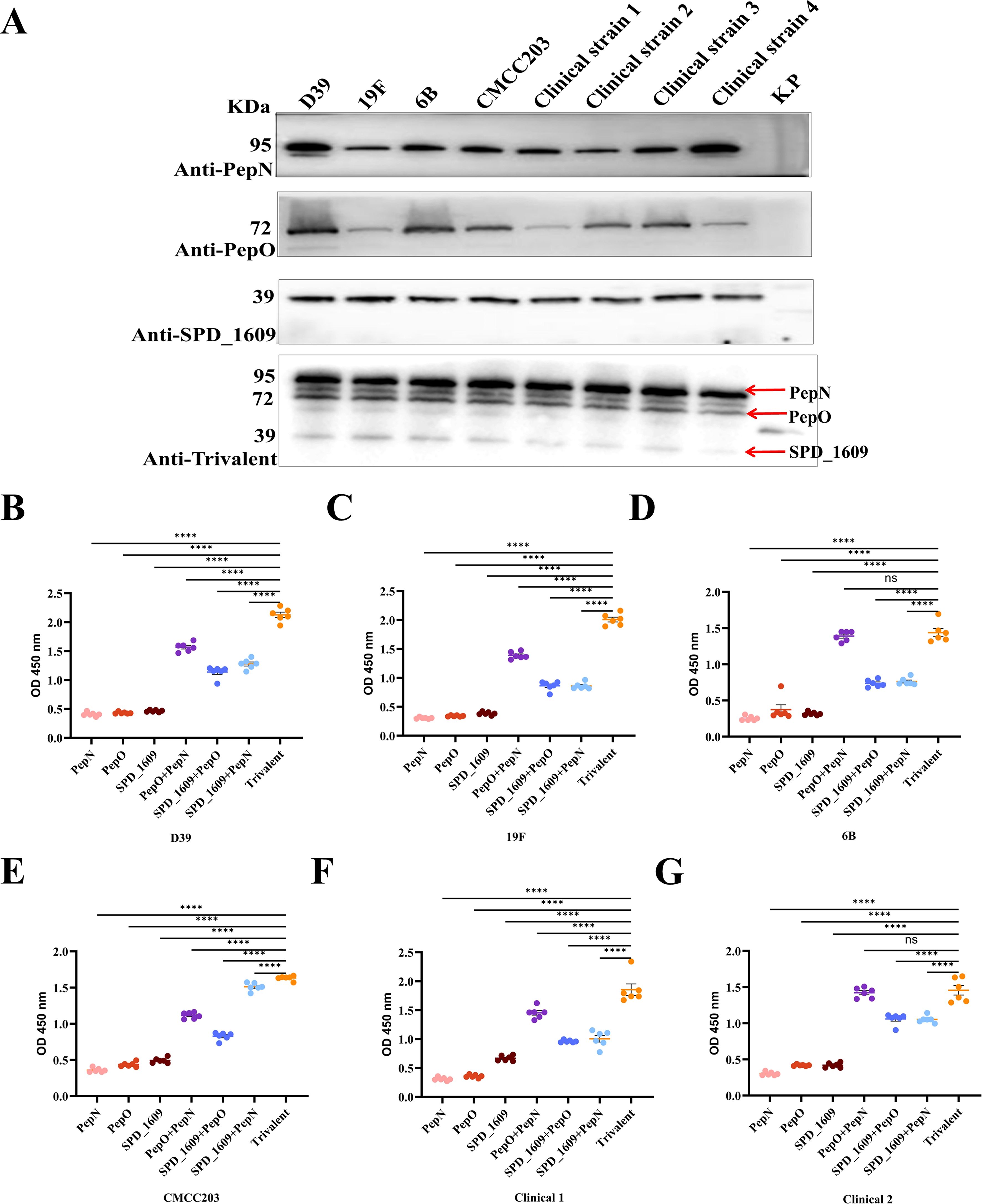 Figure A displays Western blot analyses for several proteins across different bacterial strains, with specific bands indicated for PepN, PepO, and SPD_1609. Figures B to G are scatter plots showing optical density (OD 450 nm) results for various protein combinations in different strains. Each plot compares the intensity levels of PepN, PepO, SPD_1609, and a trivalent combination, with significance levels marked by asterisks.