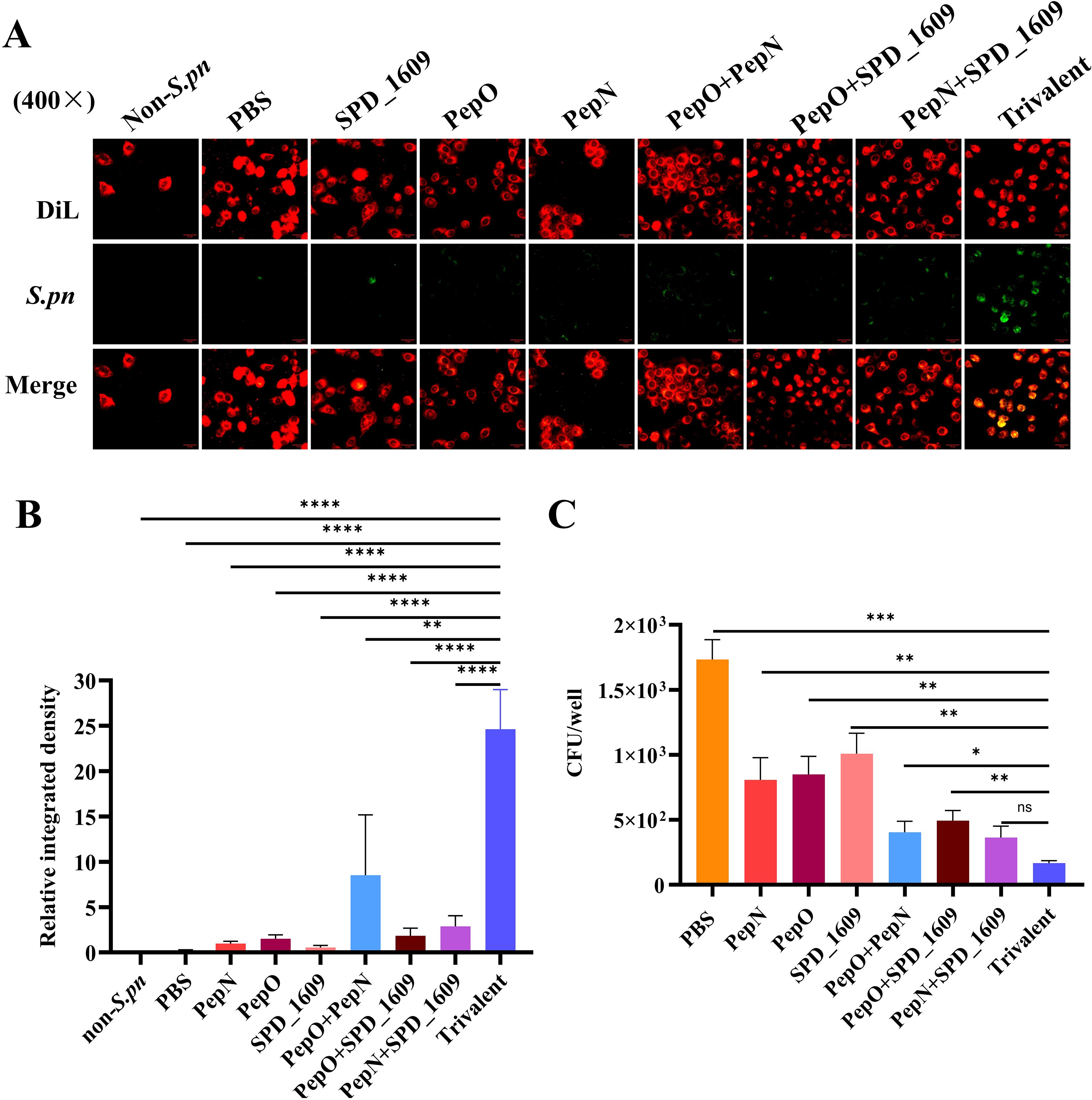 Panel (A) shows microscopic images of cells treated with various substances, labeled Non-S.pn, PBS, SPD_1609, PepO, PepN, PepO+PepN, PepO+SPD_1609, PepN+SPD_1609, and Trivalent. The images reveal red and green fluorescence, with variations in intensity across treatments. Panel (B) displays a bar graph illustrating relative integrated density, with the Trivalent treatment showing the highest density. Statistical significance is indicated by asterisks. Panel (C) presents a bar graph of CFU per well, showing a decrease in bacterial count with Trivalent treatment. Statistical comparisons are marked by asterisks.