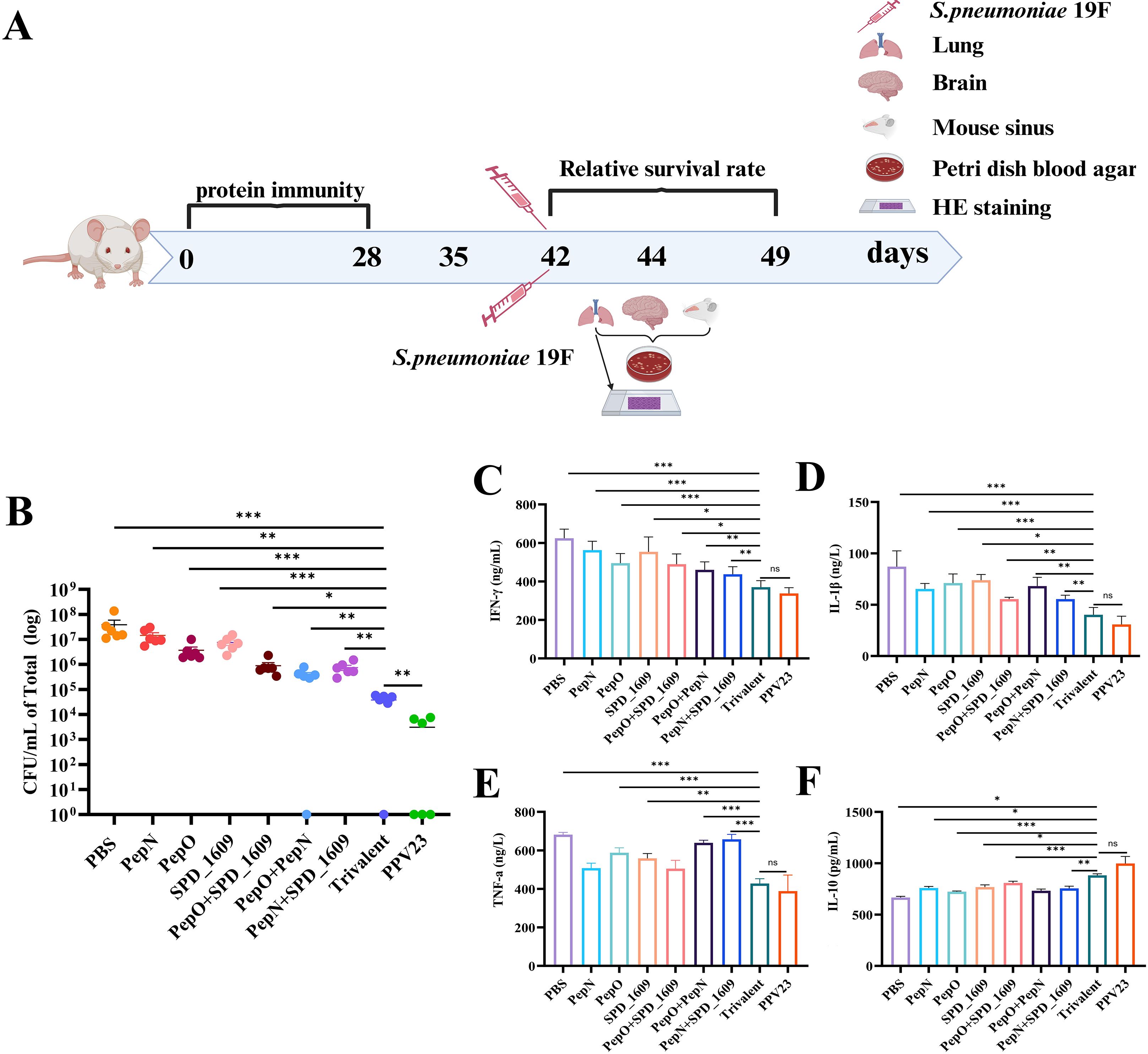 Diagram detailing experimental timeline and results. Panel A shows a timeline with mouse illustrations, vaccine injections at days 28 and 42, and assessments at days 44 and 49. Icons represent lung, brain, and blood agar testing. Panel B is a bar graph of bacterial counts (CFU/mL) for different treatment groups, showing significant differences. Panels C to F display cytokine levels (IFN-γ, IL-1β, TNF-α, IL-10) in pg/mL, across groups with statistical significance indicated. Each panel includes labels for PBS, Pepy, PepD, SPD at two doses, combinations, Trivalent, and PPV23 treatments. Statistical significance is marked with asterisks.