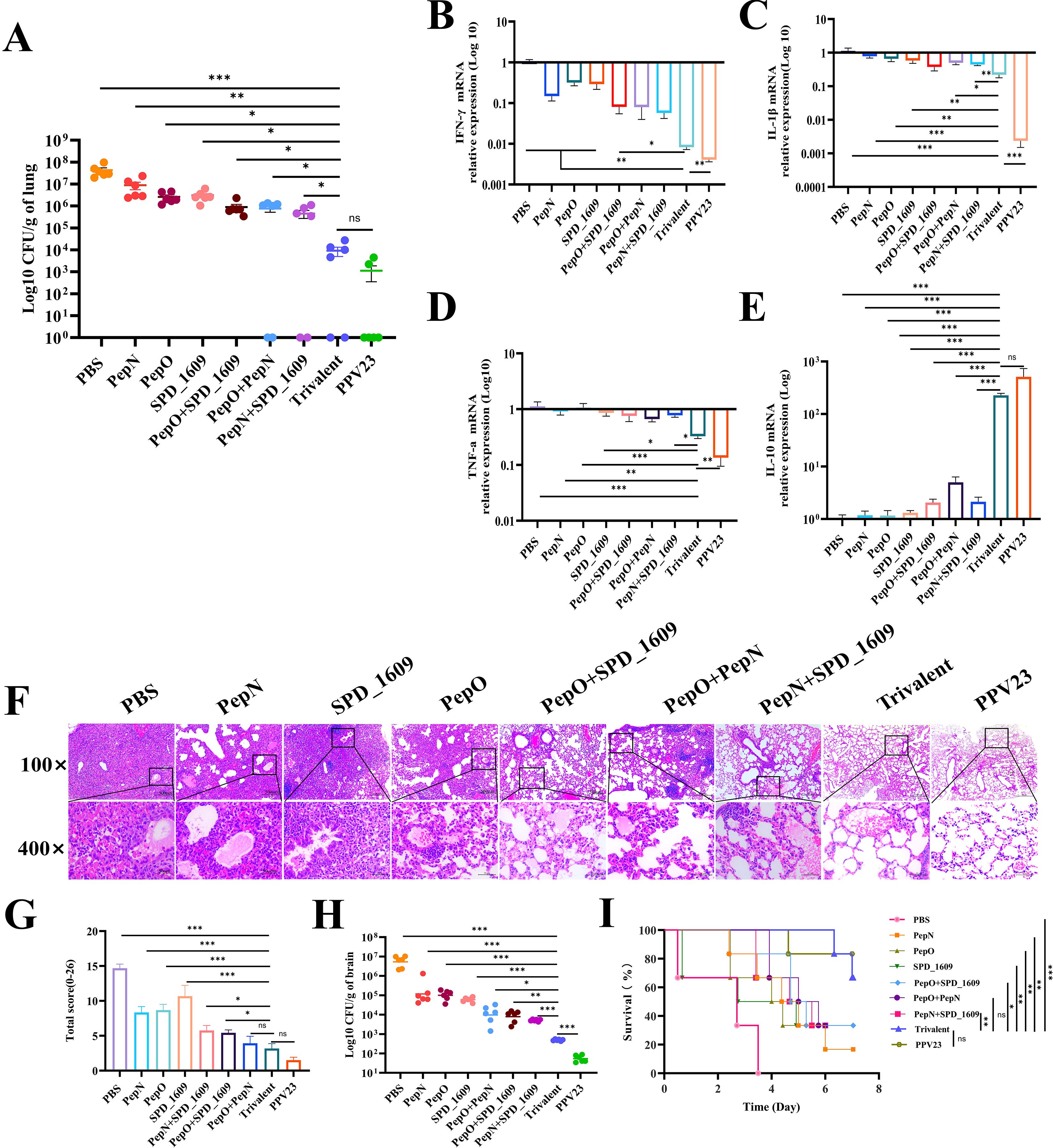 Grouped images depicting various experimental data: A) Scatter plot of lung CFU counts comparing different treatments. B-E) Bar charts displaying relative mRNA expression levels of IFN-γ, IL-17, TNF-α, and IL-10. F) Histological images at 100x and 400x magnification showing lung tissue from different groups. G) Bar chart of total histological scores for each treatment. H) Scatter plot of brain CFU counts across treatments. I) Survival curves over time for each treatment group. Different treatments are annotated, with significant differences marked by asterisks.