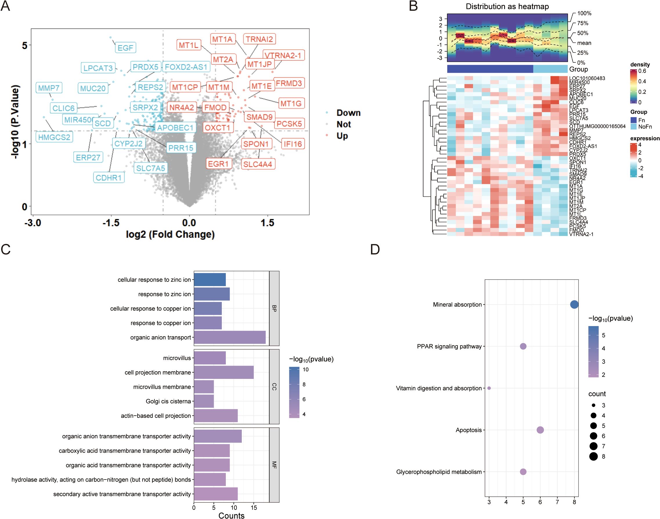 A set of four panels displaying gene expression analysis data. Panel A is a volcano plot showing genes with significant fold changes and p-values, highlighting upregulated (red) and downregulated (blue) genes. Panel B includes a heatmap with hierarchical clustering of gene expression, showing density and group differences. Panel C features bar graphs depicting different biological processes with associated p-values and counts, focusing on metal ion response and transporter activities. Panel D presents a dot plot of pathways such as mineral absorption and apoptosis, showing significance by p-value and count represented by dot size.
