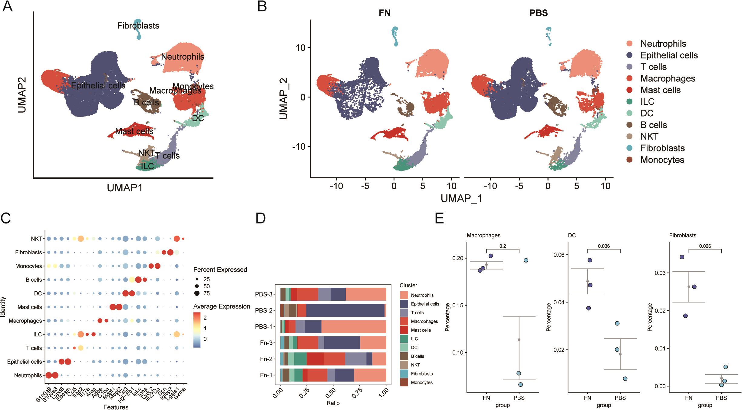 Panel A shows a UMAP plot of various cell types including neutrophils, epithelial cells, monocytes, and more. Panel B displays two UMAP plots comparing FN and PBS groups with a similar cell type distribution. Panel C is a dot plot illustrating expression levels of different features across cell identities, with color representing average expression and dot size representing percentage expressed. Panel D is a stacked bar chart comparing cell type ratios in three PBS and three Fn clusters. Panel E presents three bar graphs showing percentages of macrophages, DC, and fibroblasts in FN and PBS groups, with statistical significance noted.
