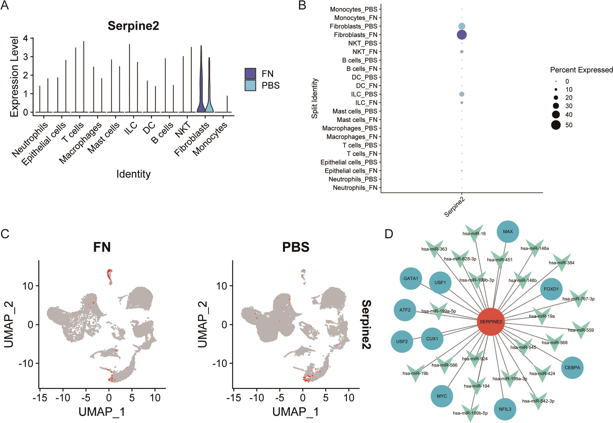 Panel A shows a bar graph of Serpine2 expression levels across cell types, with FN and PBS conditions. Panel B is a dot plot illustrating Serpine2 expression percentage across various cell identities, with dot size representing expression level. Panel C presents UMAP plots for FN and PBS conditions, highlighting Serpine2 expression. Panel D is a network diagram of Serpine2 interactions with various microRNAs and transcription factors.