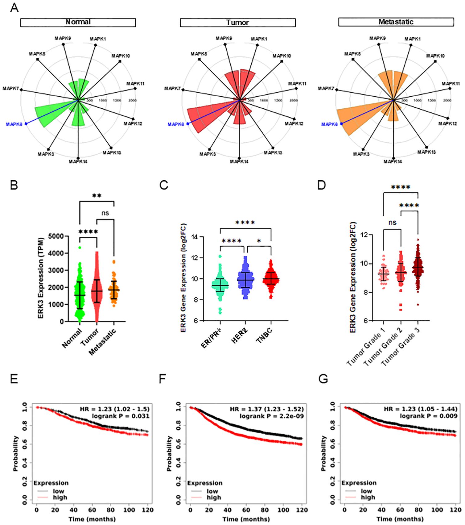 Composite image of data visualizations related to ERK3 expression in different conditions. A: Radar charts show MAPK gene expression in normal (green), tumor (red), and metastatic (orange) samples. B: Violin plot of ERK3 expression (TPM) in normal, tumor, and metastatic samples, showing significant differences. C: Violin plot of ERK3 expression (log2FC) across different cancer types (ER/PR+, HER2+, TNBC) with statistical significance indicated. D: Violin plot of ERK3 expression (log2FC) across tumor grades 1, 2, and 3 with statistical significance. E-G: Kaplan-Meier curves displaying survival probabilities with different ERK3 expression levels, showing hazard ratios and p-values.