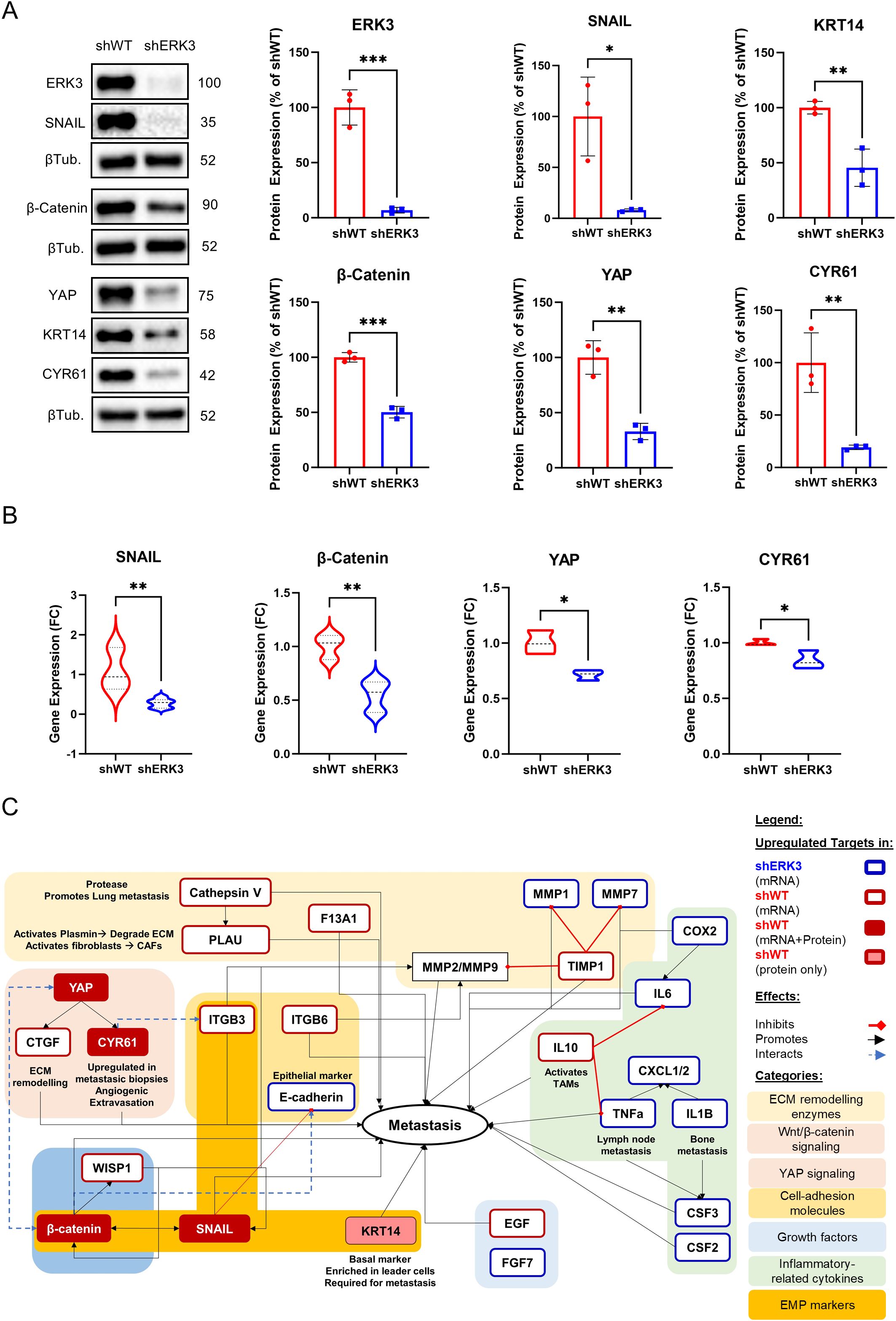 Panel A displays Western blot images with corresponding bar graphs showing protein expression levels of ERK3, SNAIL, β-Catenin, YAP, KRT14, and CYR61 in shWT and shERK3 samples, with significant differences marked by asterisks. Panel B includes violin plots of gene expression fold changes for SNAIL, β-Catenin, YAP, and CYR61, also noting significant differences. Panel C presents a complex network diagram illustrating metastasis pathways, highlighting various proteins and their interactions, with a legend explaining the effects and categories such as protease and ECM remodeling.