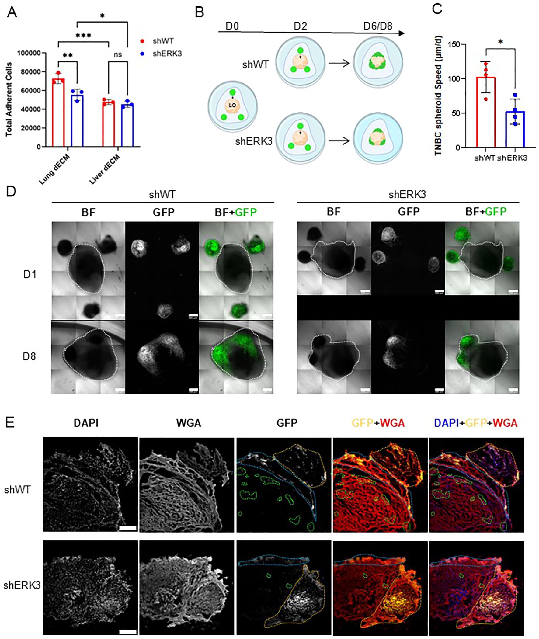 A multi-panel scientific figure. Panel A: Bar chart comparing total adherent cells in lung and liver dECM for shWT and shERK3, showing statistical significance. Panel B: Diagram of TNBC spheroid development over days 0, 2, and 6/8 for shWT and shERK3. Panel C: Bar chart of TNBC spheroid speed for shWT and shERK3, indicating significance. Panel D: Brightfield and GFP images of shWT and shERK3 cells at days 1 and 8, showing cell morphology. Panel E: Microscopy images of shWT and shERK3 cells using DAPI, WGA, GFP, and their overlays, highlighting staining differences.