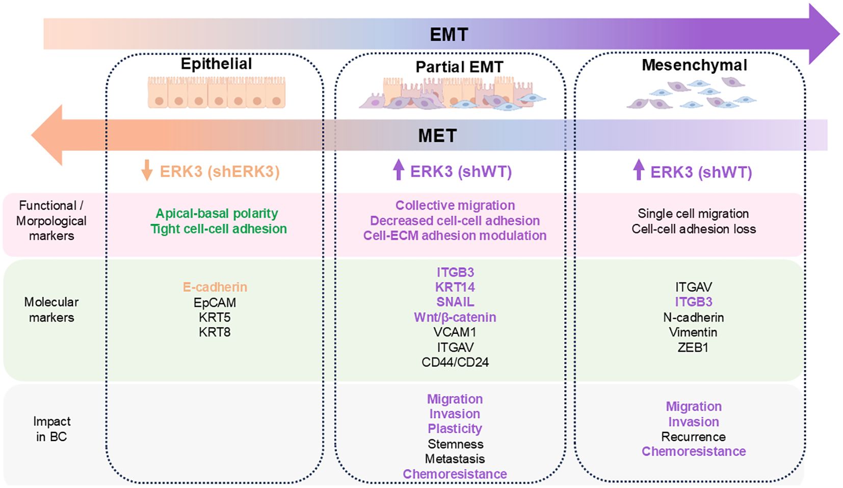 Diagram illustrating the transition from epithelial to mesenchymal states through partial EMT and MET processes. Epithelial characteristics include apical-basal polarity and tight cell-cell adhesion with markers like E-cadherin. Partial EMT showcases collective migration and decreased adhesion with markers like ITGB3 and SNAIL, leading to migration and chemoresistance impacts. Mesenchymal attributes include single-cell migration and cell-cell adhesion loss, with markers such as ITGAV and N-cadherin, influencing invasion and recurrence. ERK3 expression changes are highlighted as shERK3 in epithelial and shWT in both partial EMT and mesenchymal stages.