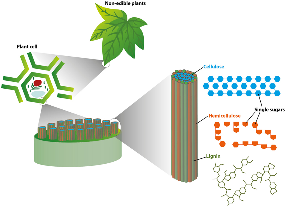 Figure 1 - This figure illustrates the basic structure of plant tissues, starting at the level of the leaf (Top: “non-edible plants”) and zooming in to the cellular level (Left: “plant cell”).
