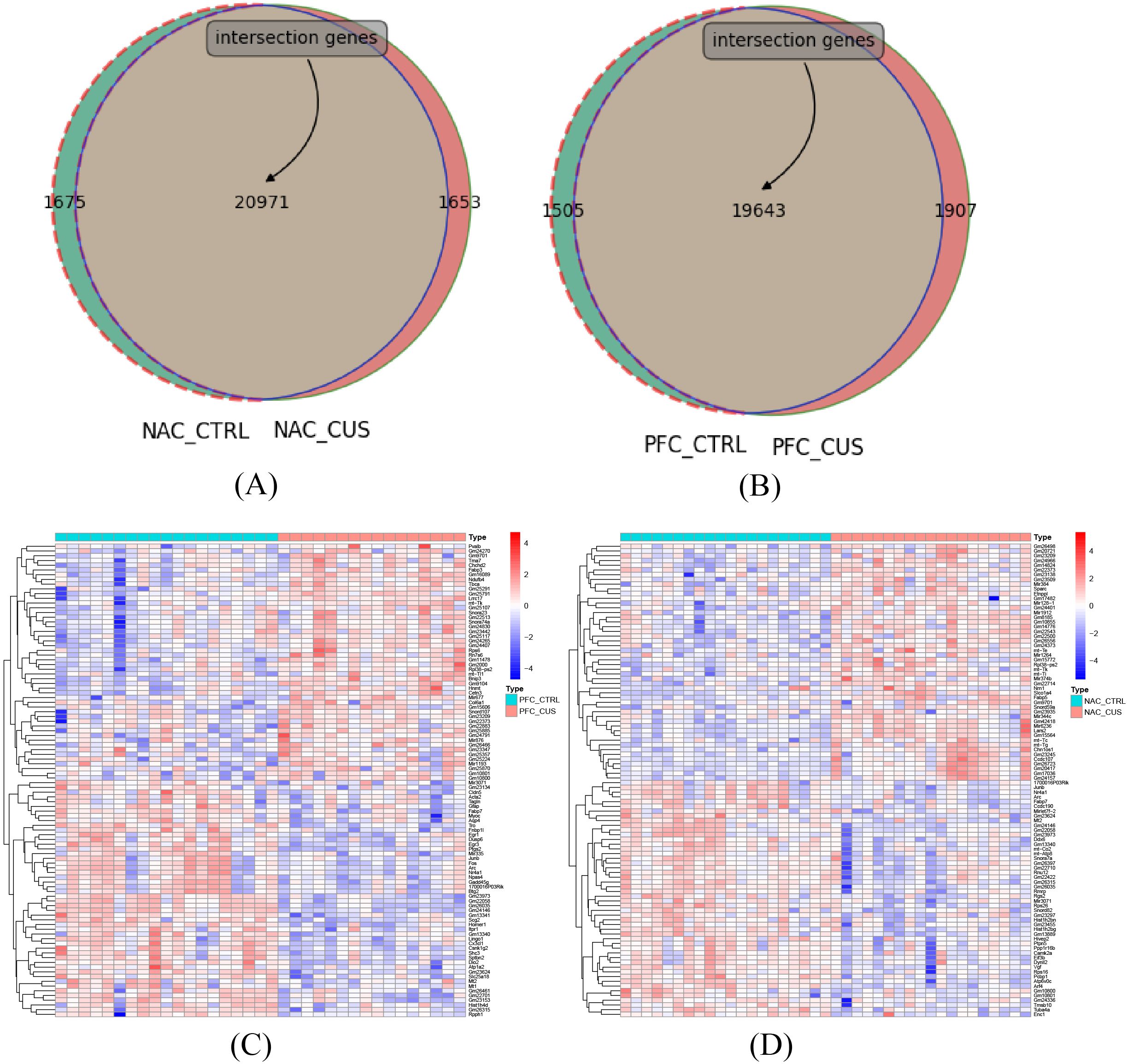 Venn diagrams and heatmaps illustrating gene overlap and expression. Panel (A) shows overlap between NAC_CTRL and NAC_CUS with 20,971 intersection genes. Panel (B) shows overlap between PFC_CTRL and PFC_CUS with 19,643 intersection genes. Panel (C) displays a heatmap of gene expression for PFC_CTRL and PFC_CUS, with varying intensities from red to blue. Panel (D) shows a heatmap for NAC_CTRL and NAC_CUS, similarly color-coded.