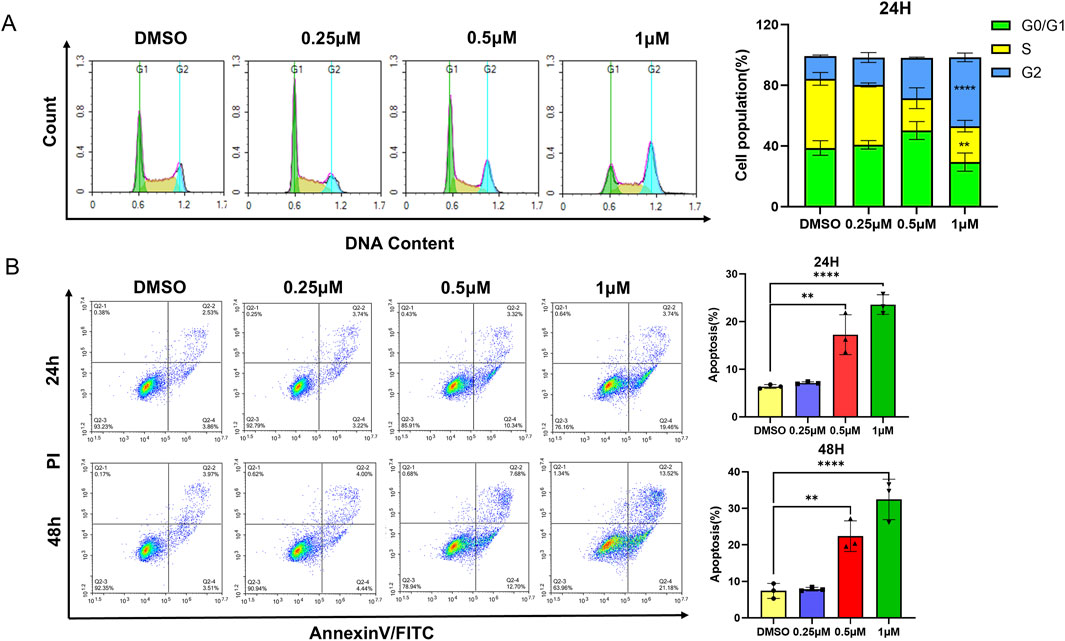 L1 induces cell cycle arrest and apoptosis. (A) The HEL cells were incubated with different concentrations of L1 (0.25, 0.5, 1 μM) for 24 h, stained with propidium iodide, and analyzed by flow cytometry. (B) The HEL cells were treated with various concentrations of L1 (0.25, 0.5, 1 μM) for 24 h and 48 h, and stained with annexin V-FITC and PI. The flow cytometry was used to detect the cell apoptosis. *p < 0.05, **p < 0.01, ***p < 0.001, versus control, n = 3.