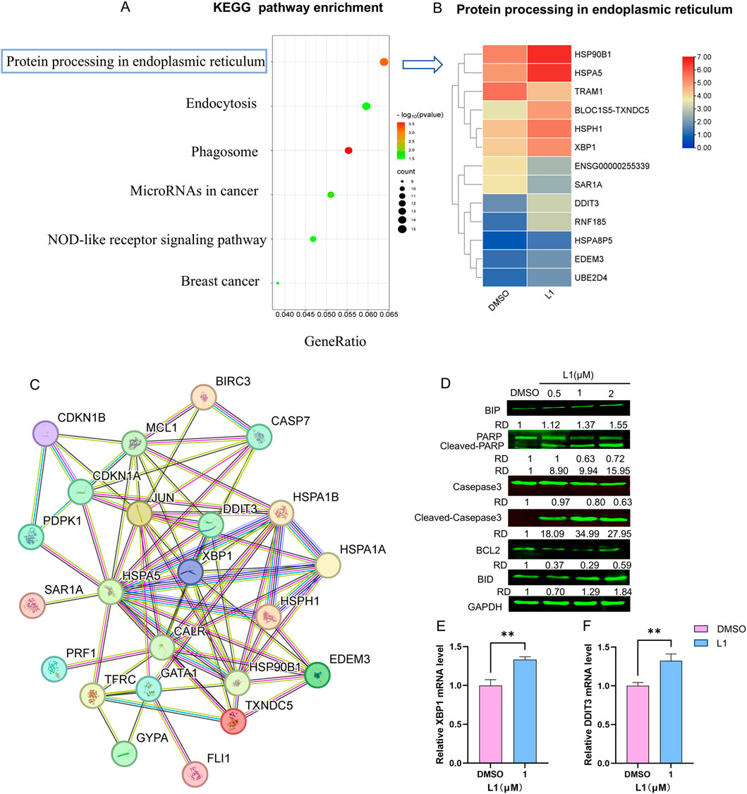 Diagram with multiple panels showing protein interaction and expression data. Panel A: KEGG pathway enrichment graph showing pathways like endocytosis and microRNA in cancer, with colored dots indicating significance. Panel B: Heatmap of protein processing in the endoplasmic reticulum, featuring proteins such as HSP90B1 and HSPA5. Panel C: Protein interaction network diagram with nodes connected by lines, showing proteins like CDKN1B and CASP7. Panel D: Western blot data for various proteins including BIP and PARP, under different concentrations. Panels E and F: Bar graphs displaying relative mRNA levels of XBP1 and DDIT3, showing significant differences between DMSO and L1 treatment.