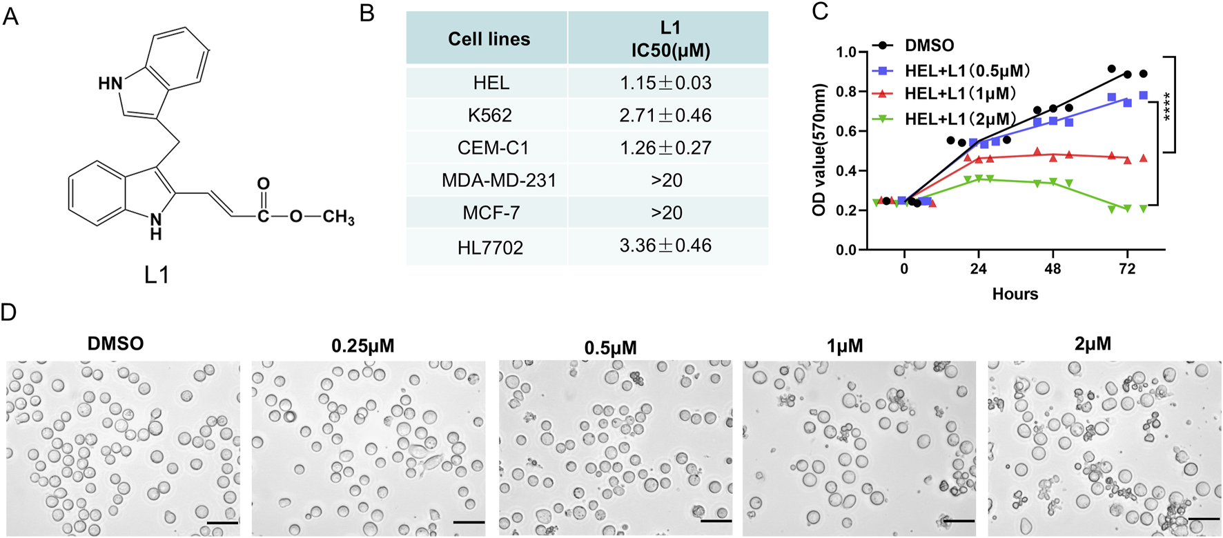 L42 inhibits the cell growth and proliferation in leukemia cell lines. (A) The chemical structure of L1. (B) The IC50 values of L1 on leukemia cell lines HEL, K562,CEM-C1 at 72 h were detected by MTT assay. The cells were treated with various concentrations of L42 (0.3125, 0.625, 1.25, 2.5, 5 μM) at 72 h. (C) The optical density changes of viable HEL cells after L1 treated were analyzed by MTT assay in concentration-dependent manner. The cells were treated with various concentrations of L1 (0.5, 1, 2 μM) at 24 h, 48 h and 72 h. (D) The morphology images in the HEL cells were observed by microscopy after L1 treatment (0.25, 0.5, 1, 2 μM) for 24 h. Scale bar: 40 μm *p < 0.05, **p < 0.01, ***p < 0.001, versus control, n = 3.