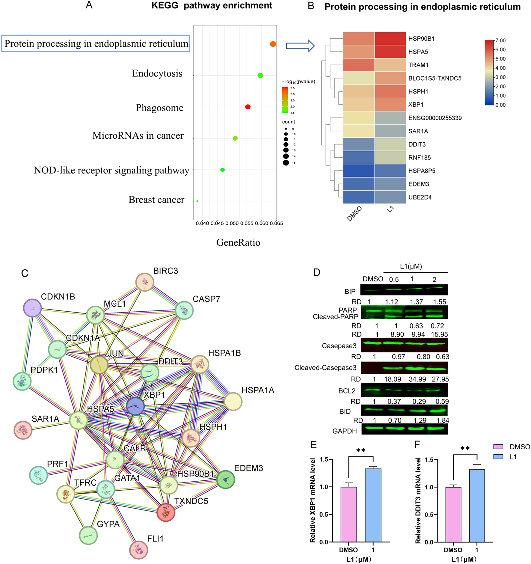 Diagram with multiple panels showing protein interaction and expression data. Panel A: KEGG pathway enrichment graph showing pathways like endocytosis and microRNA in cancer, with colored dots indicating significance. Panel B: Heatmap of protein processing in the endoplasmic reticulum, featuring proteins such as HSP90B1 and HSPA5. Panel C: Protein interaction network diagram with nodes connected by lines, showing proteins like CDKN1B and CASP7. Panel D: Western blot data for various proteins including BIP and PARP, under different concentrations. Panels E and F: Bar graphs displaying relative mRNA levels of XBP1 and DDIT3, showing significant differences between DMSO and L1 treatment.