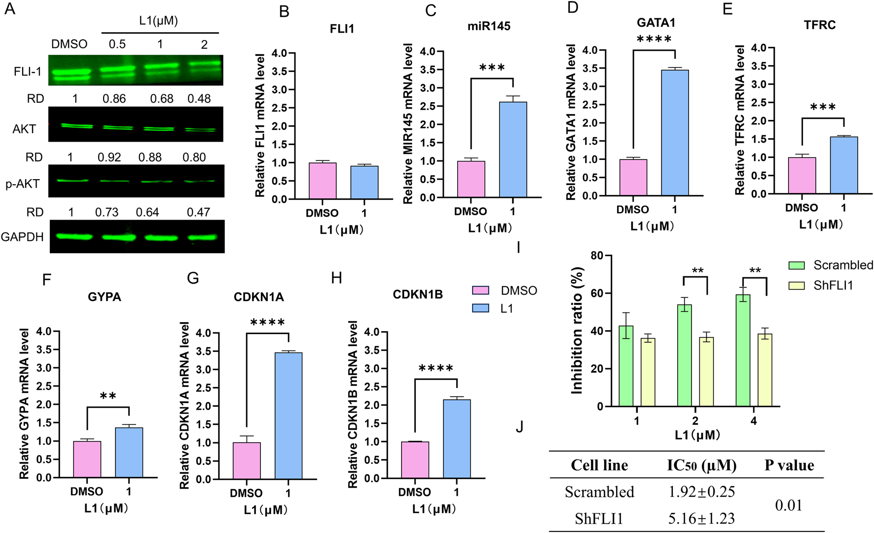 Western blot and bar graphs showing the effects of different concentrations of L1 on various proteins and mRNA levels. Panels include FLI-1, AKT, p-AKT, GAPDH, miR145, GATA1, TFRC, GYPA, CDKN1A, and CDKN1B. Inhibition ratios for scrambled and ShFLI1 are also shown. Statistical significance is indicated by asterisks, and comparison with DMSO or different L1 concentrations is provided.
