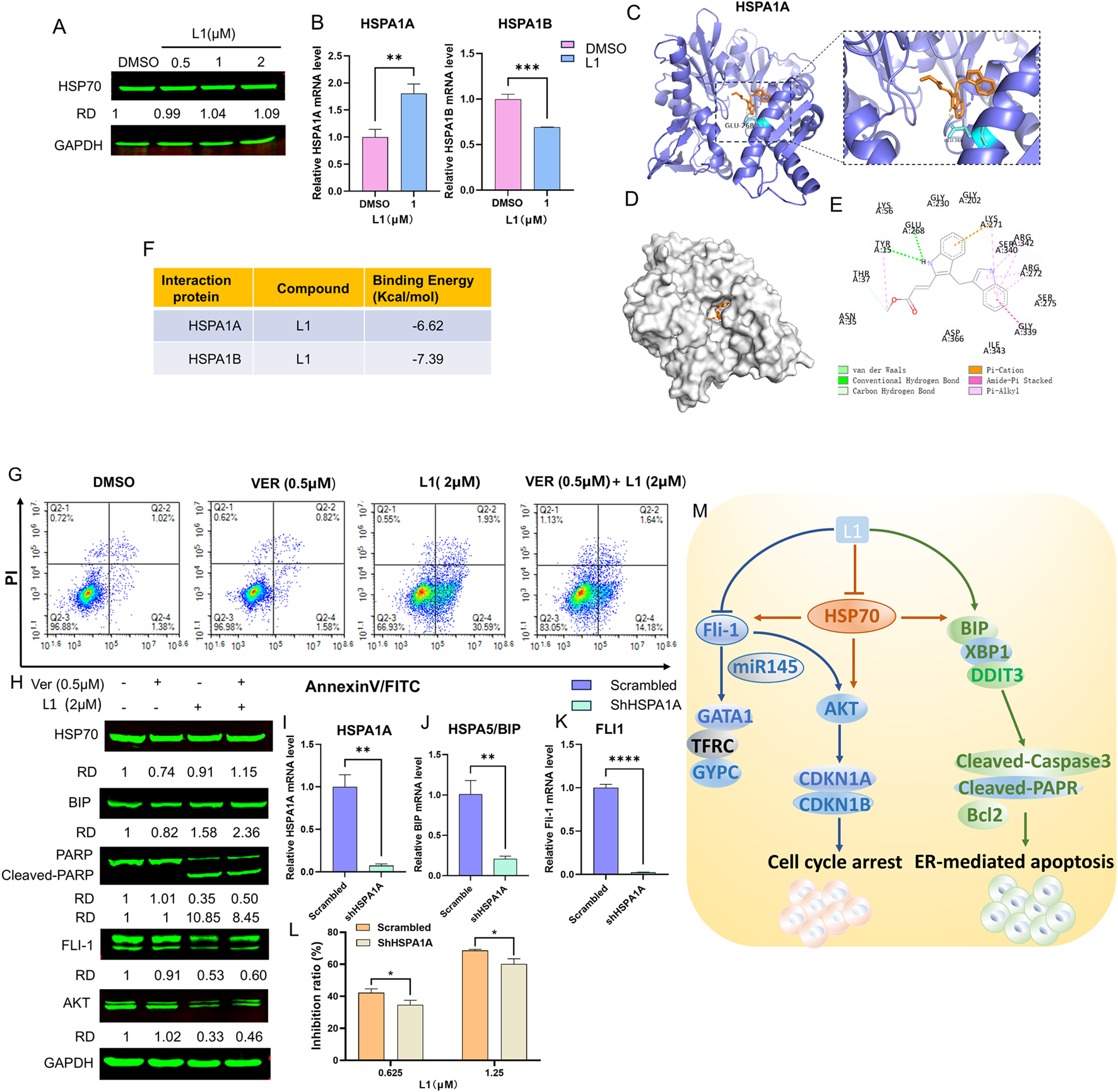 Various panels demonstrate the effects of the compound L1 on HSP70 protein expression, interaction, and apoptosis in cells. Panels include Western blots for protein levels, graphs for mRNA expression, binding energy tables, molecular structures, flow cytometry for apoptosis, and a proposed model of L1's mechanism affecting pathways related to cell cycle arrest and apoptosis.