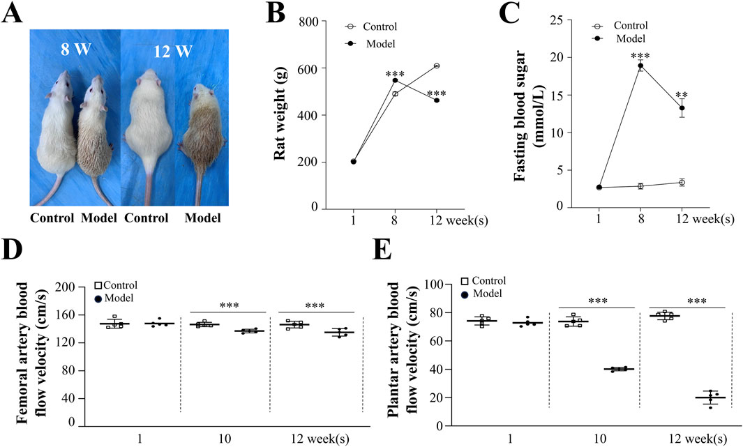 Panel A shows two sets of rats labeled Control and Model at 8 and 12 weeks. Panel B is a line graph displaying rat weight over time, with Control higher than Model. Panel C is a line graph of fasting blood sugar levels, showing a peak in the Model group at 8 weeks. Panel D is a dot plot of femoral artery blood flow velocity, where Control is consistently higher. Panel E is a dot plot of plantar artery blood flow velocity, also showing higher levels in the Control group, with significant differences in later weeks.
