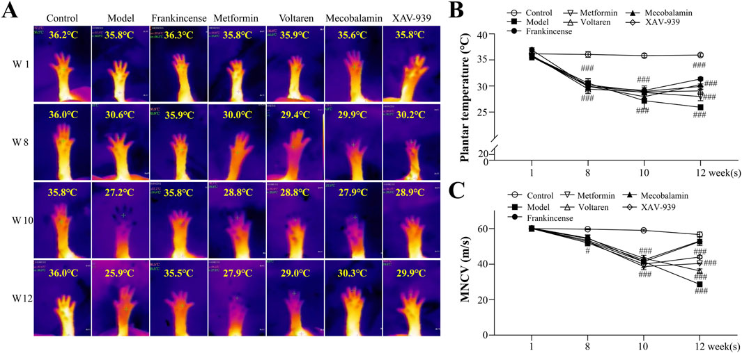 Thermographic images and two line graphs are shown. Panel A presents thermal images of rat paws across different treatments over weeks one, eight, ten, and twelve, with varying temperatures. Panel B is a line graph showing changes in plantar temperature by treatment group over twelve weeks. Panel C depicts motor nerve conduction velocity (MNCV) changes similarly. Each graph tracks specific treatments: Control, Model, Frankincense, Metformin, Voltaren, Mecobalamin, and XAV-939, highlighting measured effects over time.