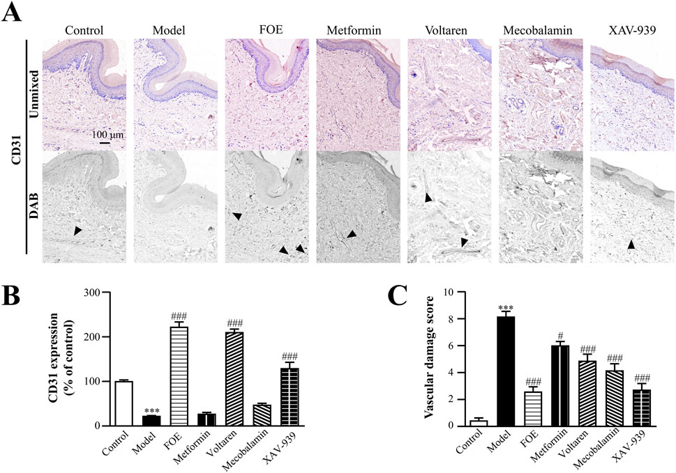 Panel A depicts tissue samples with various treatments: Control, Model, FOE, Metformin, Voltaren, Mecobalamin, and XAV-939, showing CD31 staining. Cells are highlighted by DAB, indicated by arrows. Panel B is a bar graph comparing CD31 expression as a percentage of control across treatments. Panel C displays a graph of vascular damage scores for different treatments.
