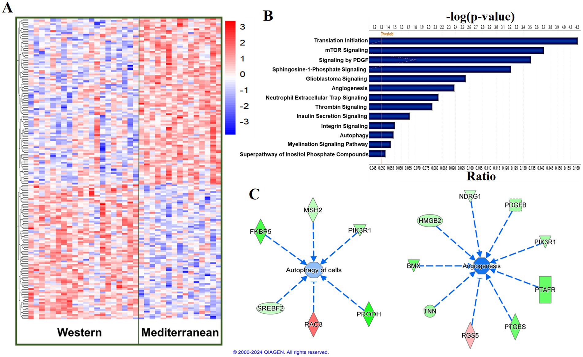 Heatmap (A) comparing gene expression between Western and Mediterranean diets, with a color gradient from blue to red. Bar graph (B) showing significant pathways with varied p-values. Network diagrams (C) illustrating gene interactions in autophagy and angiogenesis, highlighting gene names and connections.