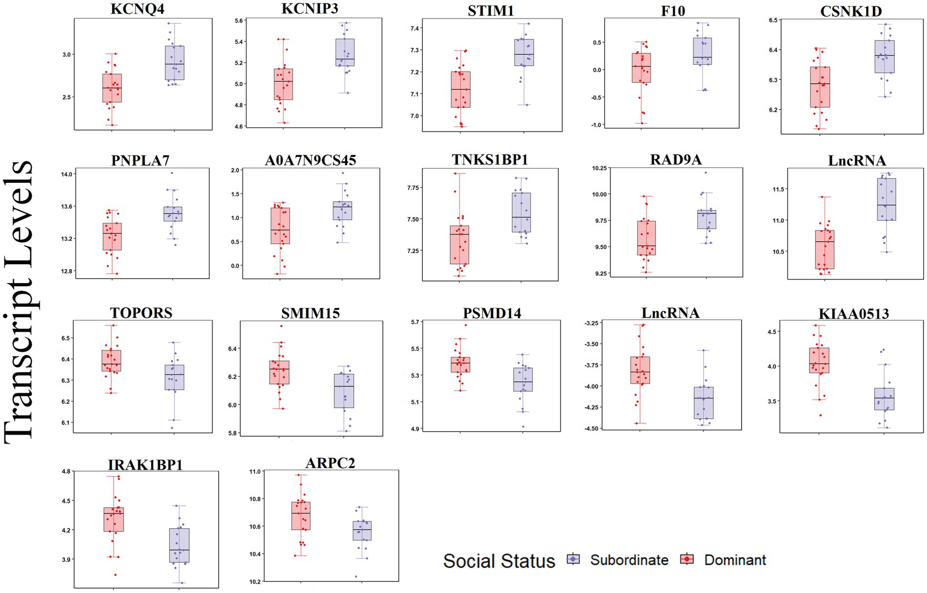 Box plots showing transcript levels for various genes, comparing subordinate (blue) and dominant (red) social statuses. Each plot depicts data distribution and differences between these statuses for genes like KCNQ4, KCNIP3, STIM1, and others. The y-axis varies for each plot, indicating respective transcript levels.