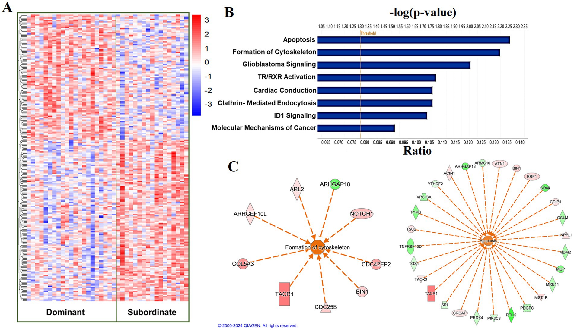 Panel A shows a heatmap with gene expression levels in dominant and subordinate groups, using a red to blue color scale. Panel B presents a bar graph displaying the -log(p-value) and ratio for various biological processes, including apoptosis and formation of the cytoskeleton. Panel C illustrates two network diagrams, with connections between genes and processes such as the formation of the cytoskeleton and apoptosis, highlighted in orange lines.