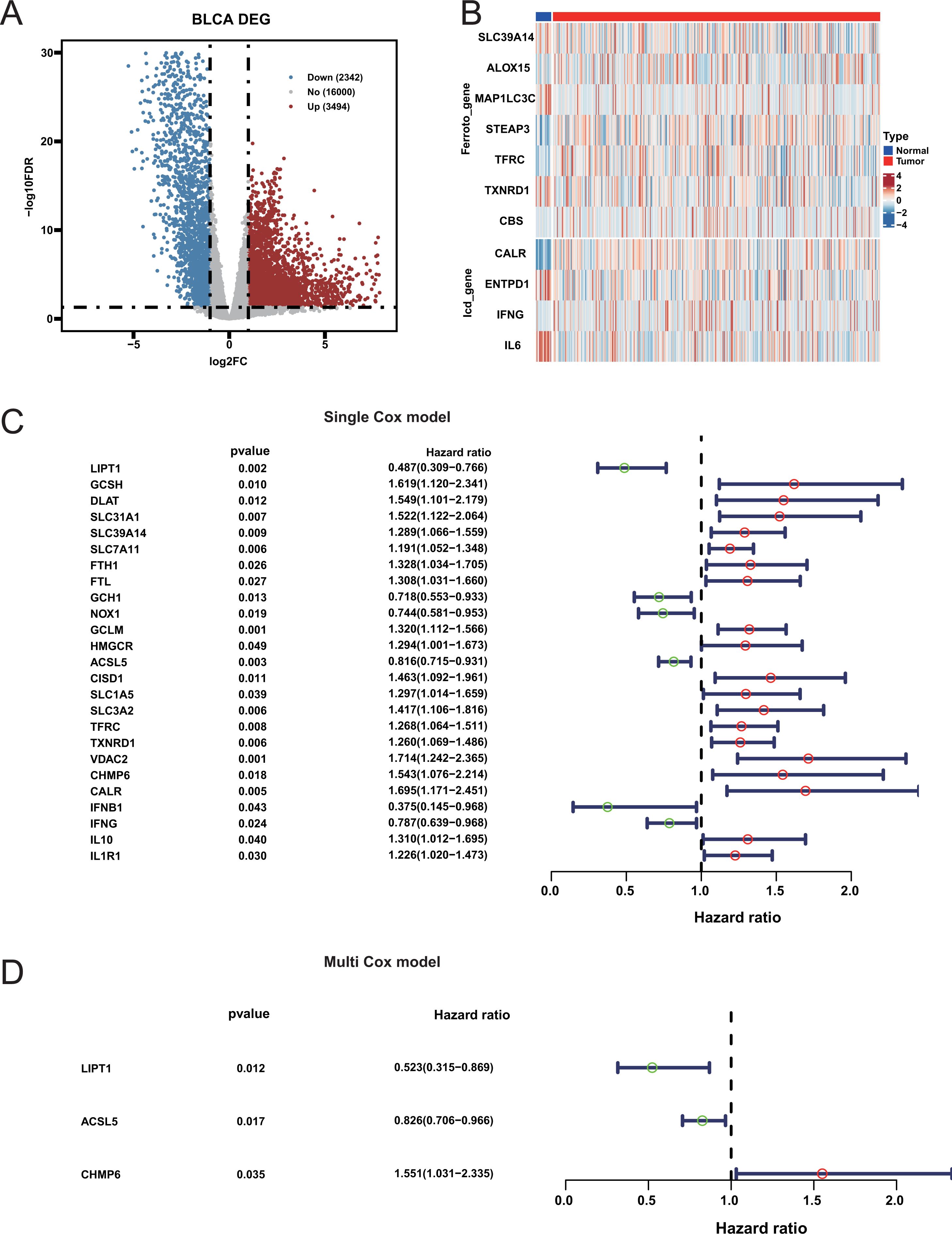 Panel A shows a volcano plot depicting differentially expressed genes (DEGs) in bladder cancer, with downregulated genes in blue and upregulated genes in red. Panel B presents a heatmap of gene expression, contrasting tumor and normal samples. Panel C features a forest plot from a single Cox model with hazard ratios and p-values for various genes. Panel D includes another forest plot from a multi Cox model, highlighting significant genes and their hazard ratios.