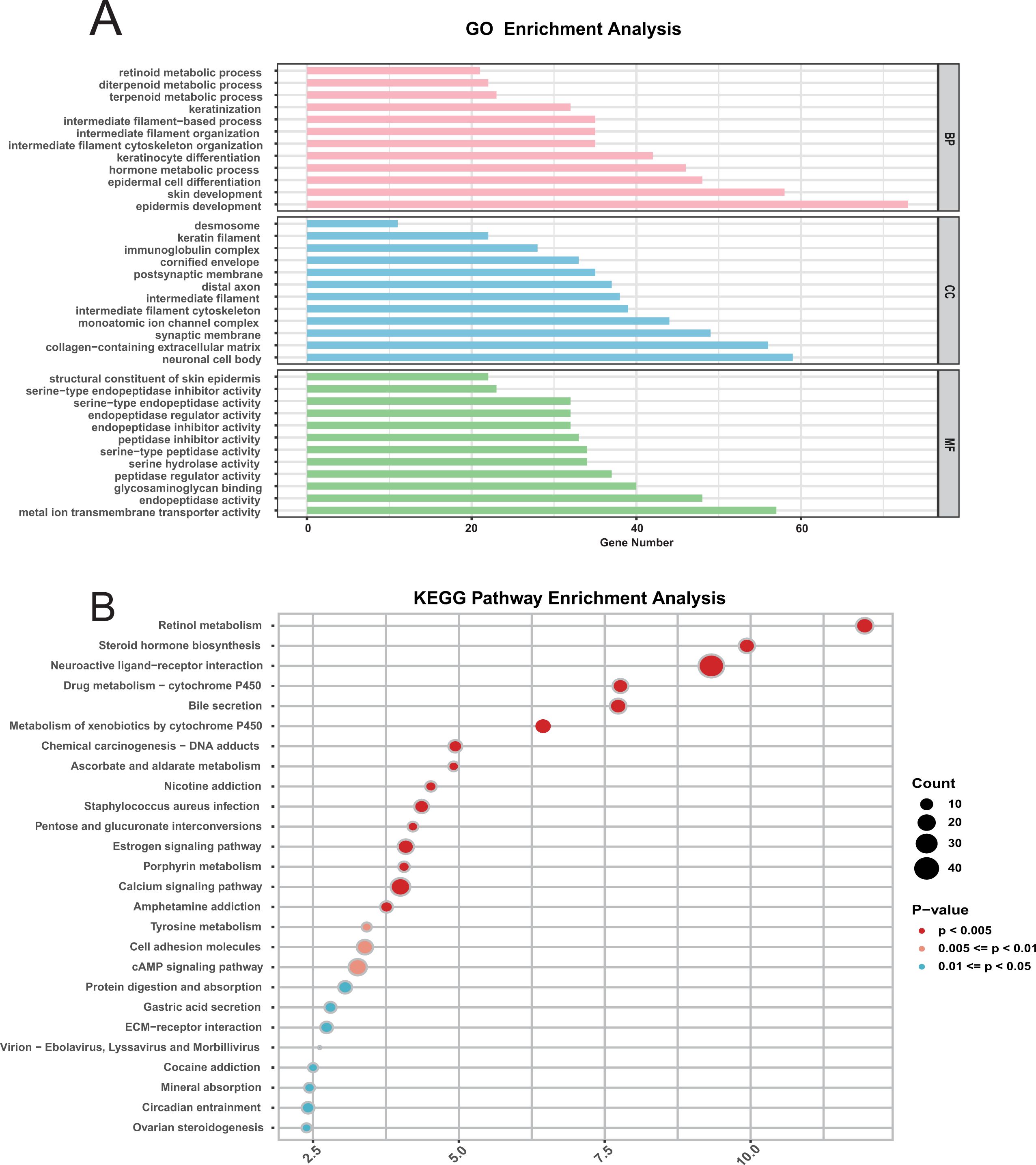 GO and KEGG enrichment analysis graphs. A: Bar graph showing GO terms split into BP, CC, and MF categories, with gene numbers on the x-axis. B: Bubble chart displaying KEGG pathway enrichment, with bubble size indicating count and color representing p-value significance.